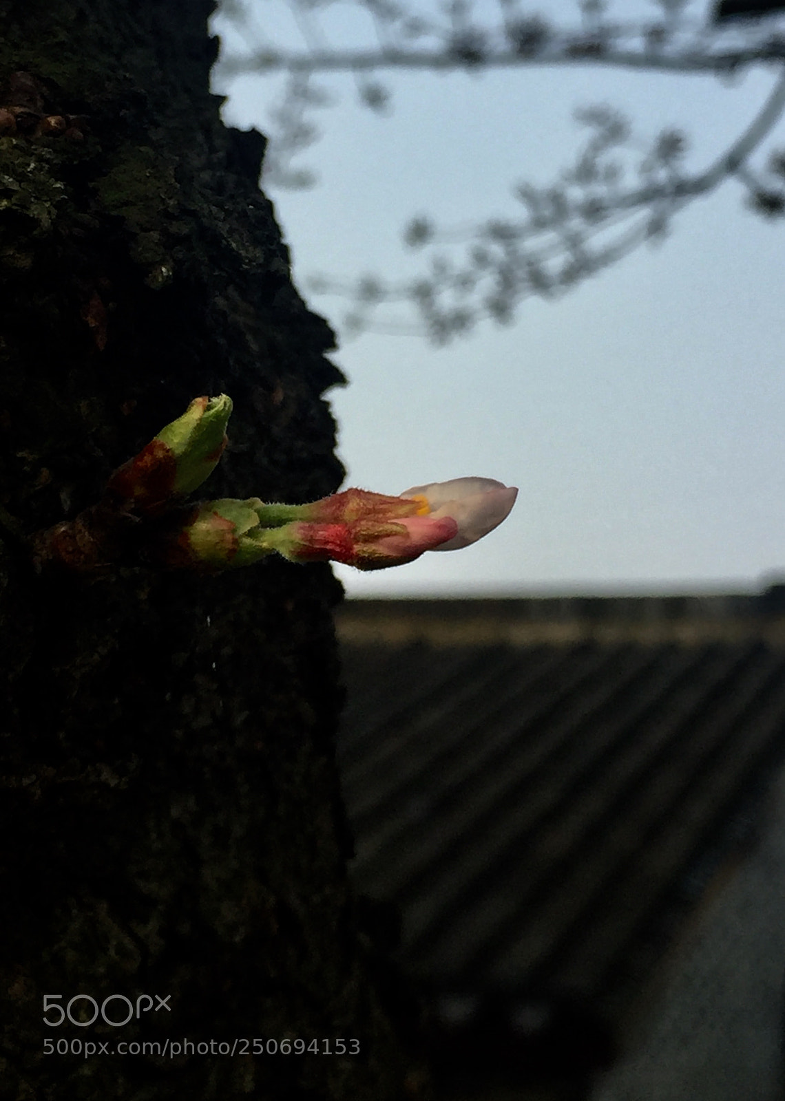 Apple iPhone 6 Plus sample photo. Untitled photography