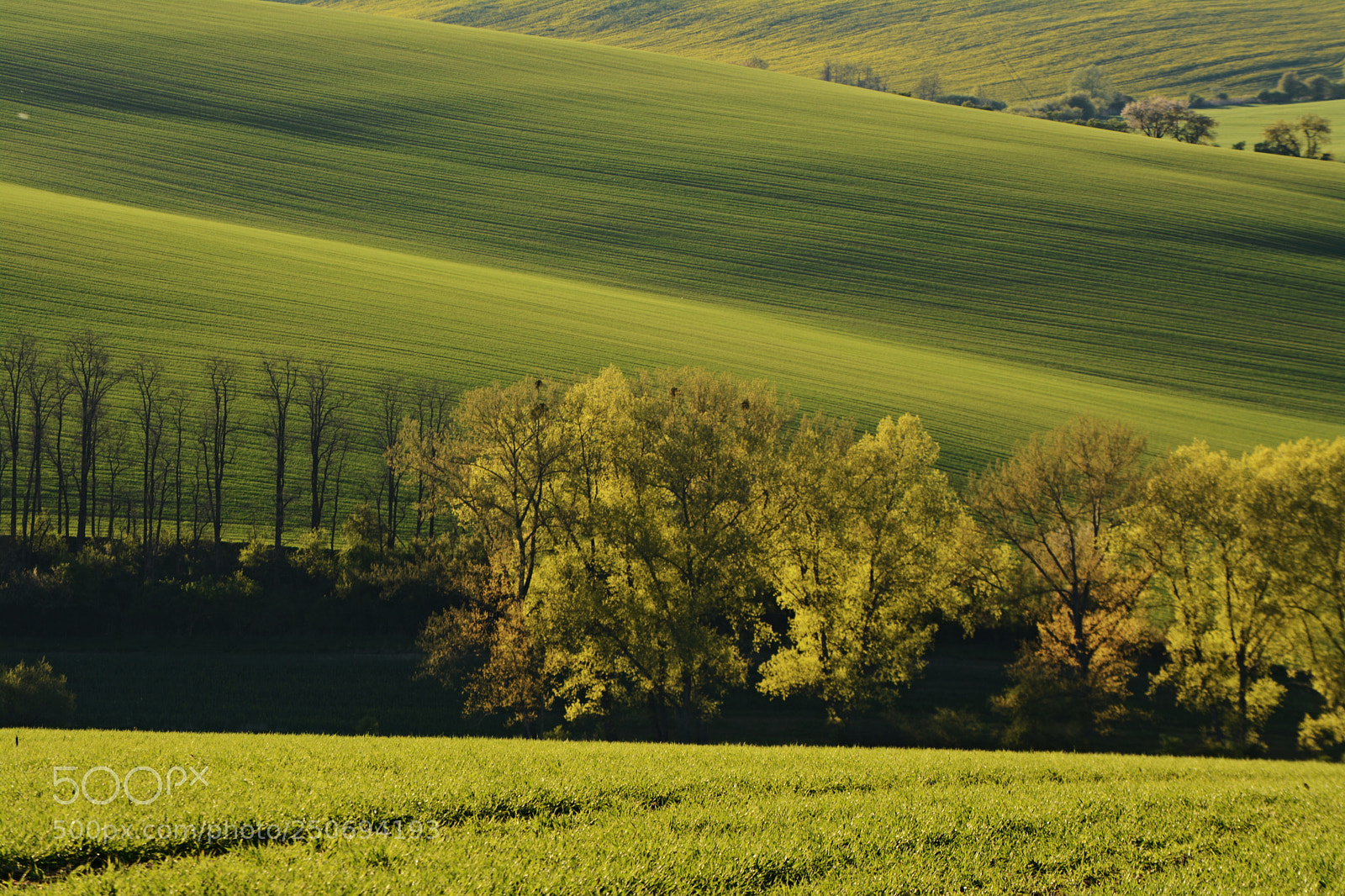 Nikon D7100 sample photo. Moravia fields photography