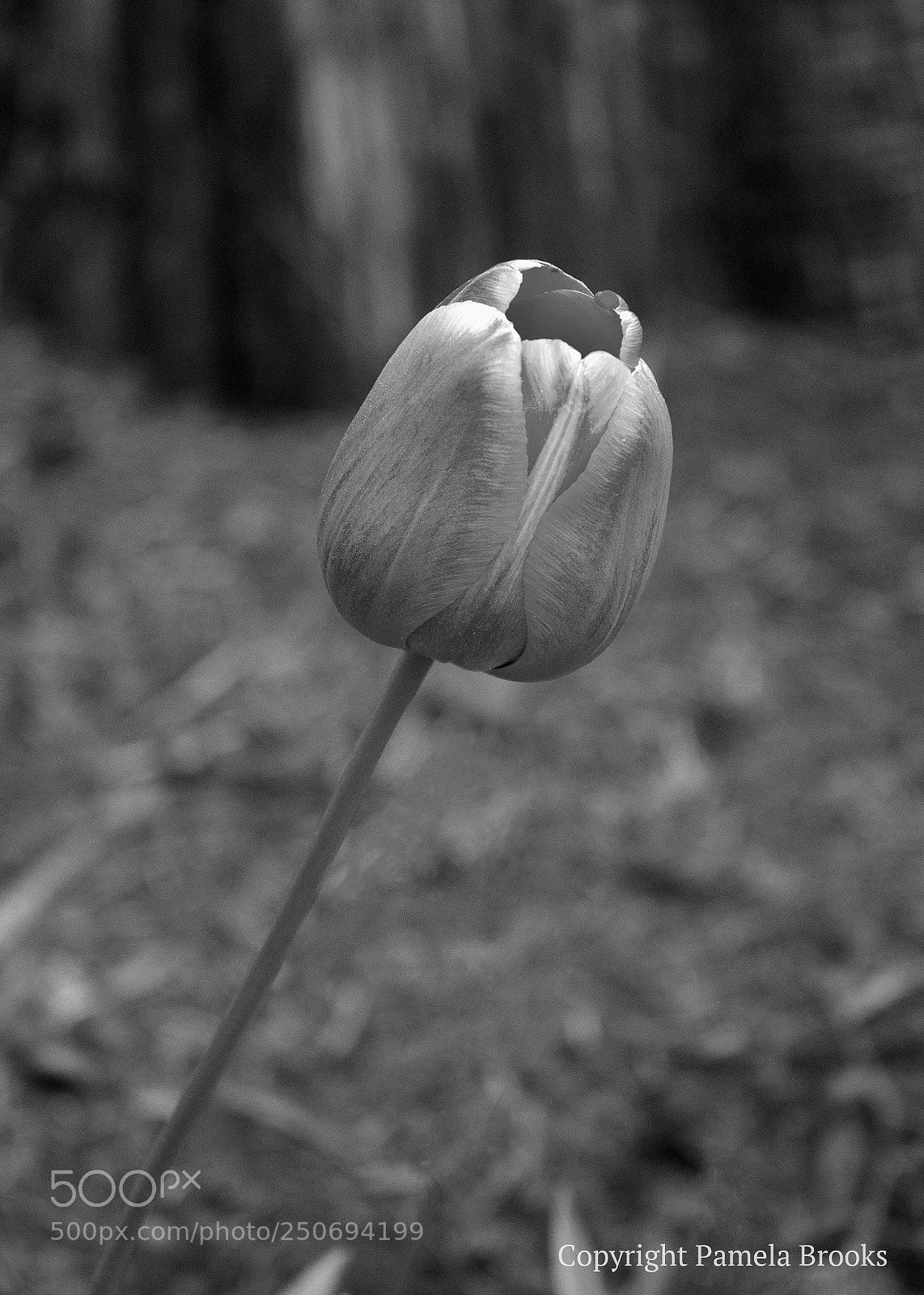 Nikon D90 sample photo. Tall tulip photography