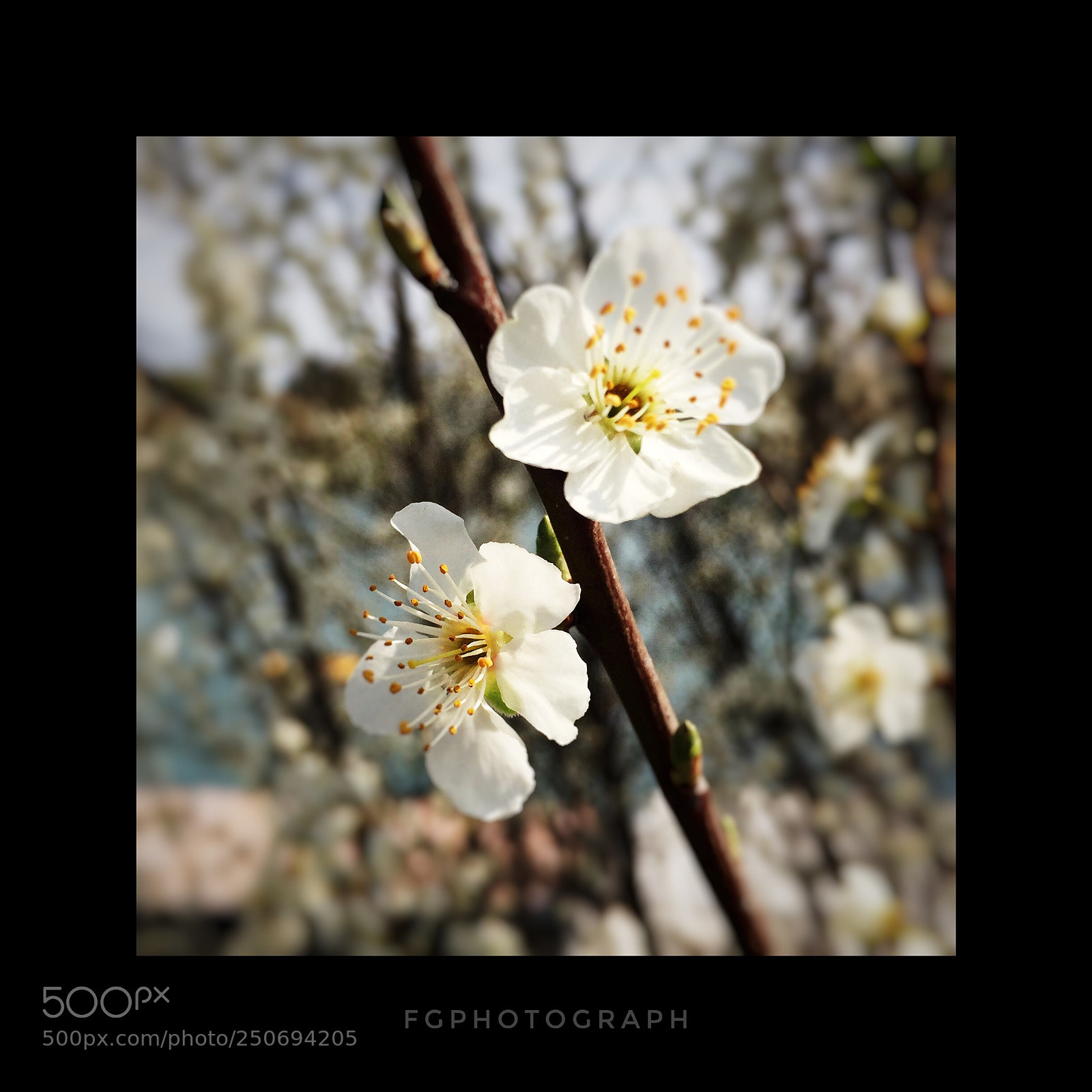 Apple iPhone 6 sample photo. La primavera  photography