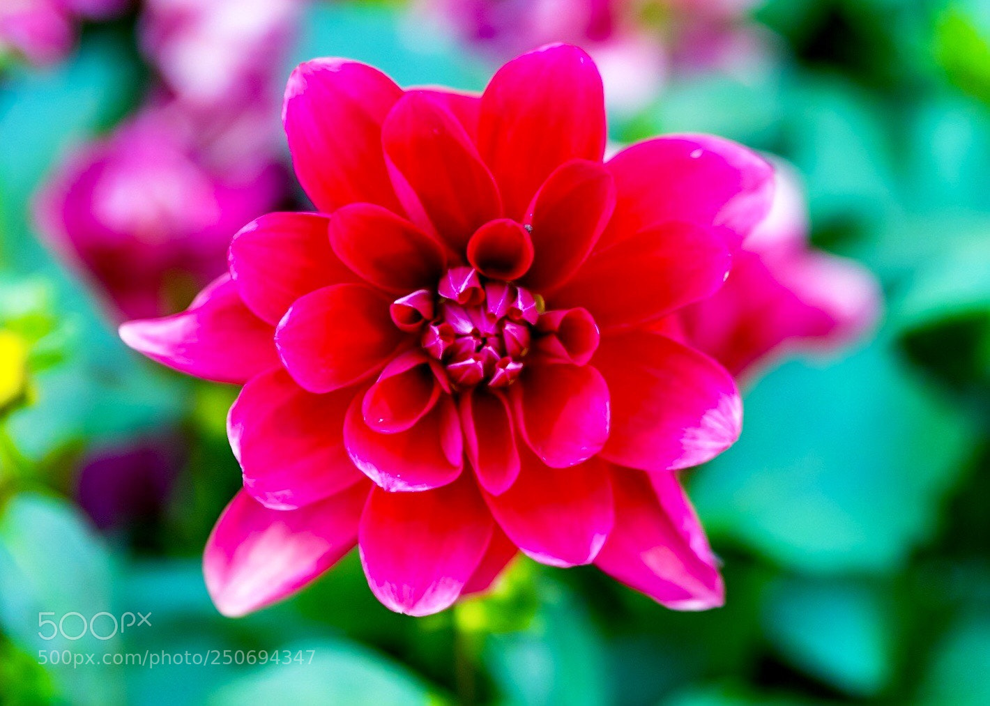Nikon D850 sample photo. Springtime photography