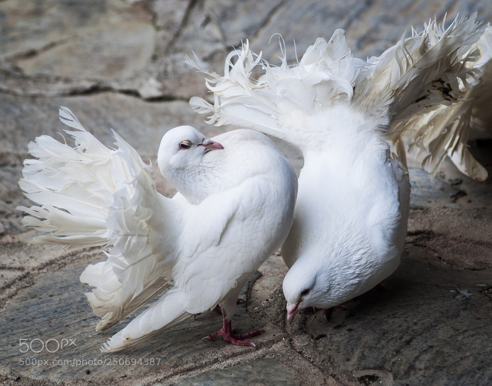 Nikon D5000 sample photo. Pigeons play photography