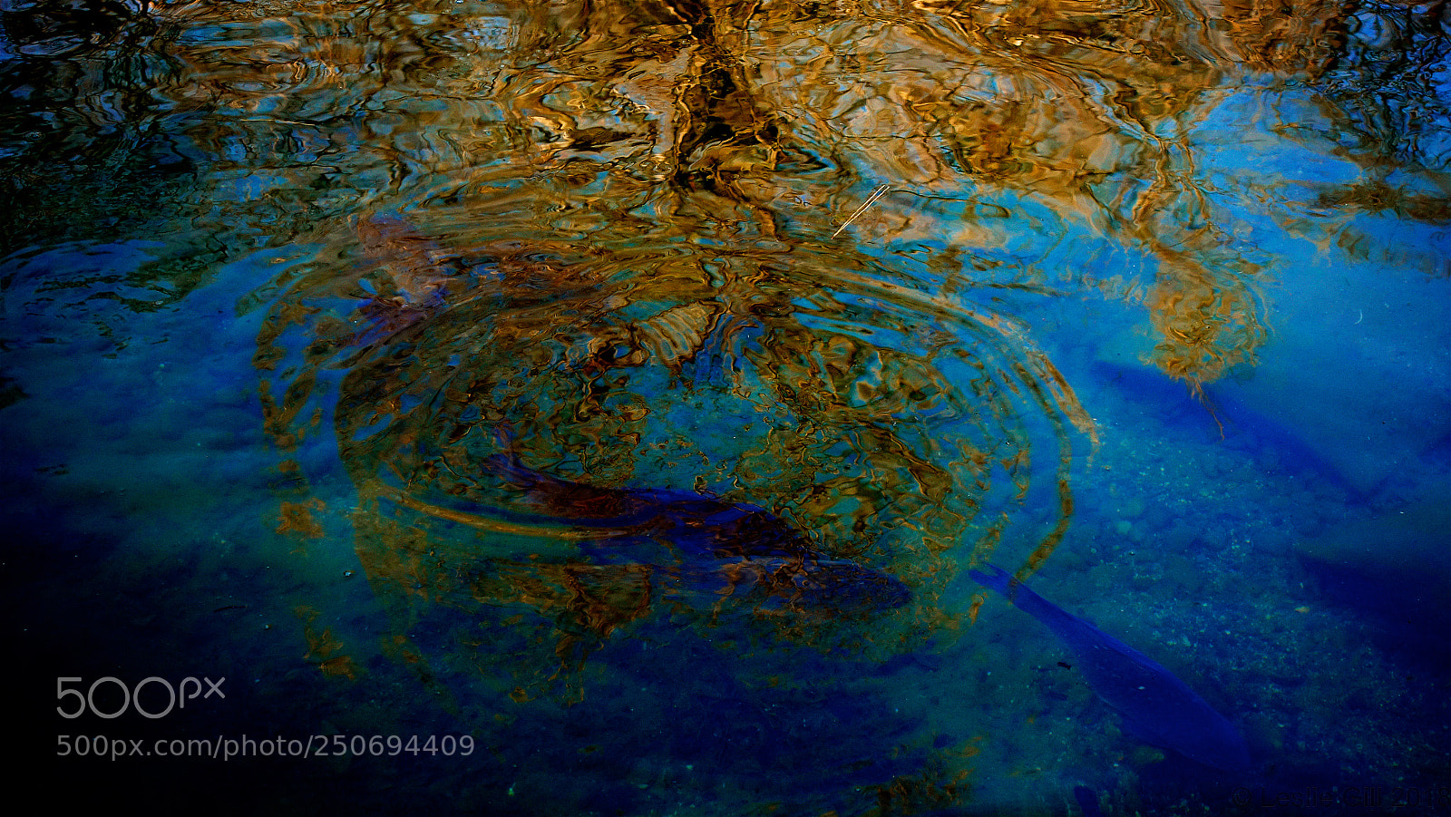 Sony DSC-RX100M5 sample photo. Impressionist carp photography