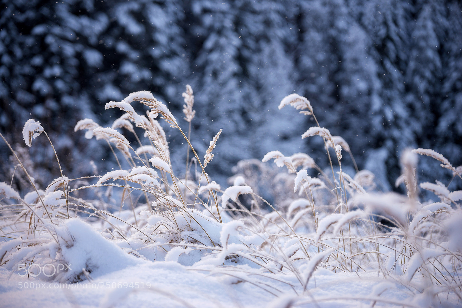 Nikon D610 sample photo. 881. winter ears ii photography
