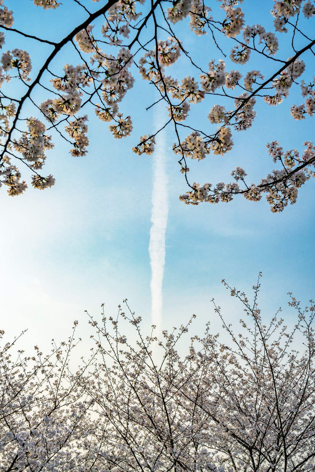 Sony a7R III sample photo. 樱花 photography