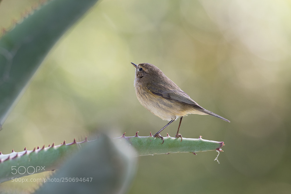 Nikon D500 sample photo. Rrm_3999-2.jpg photography