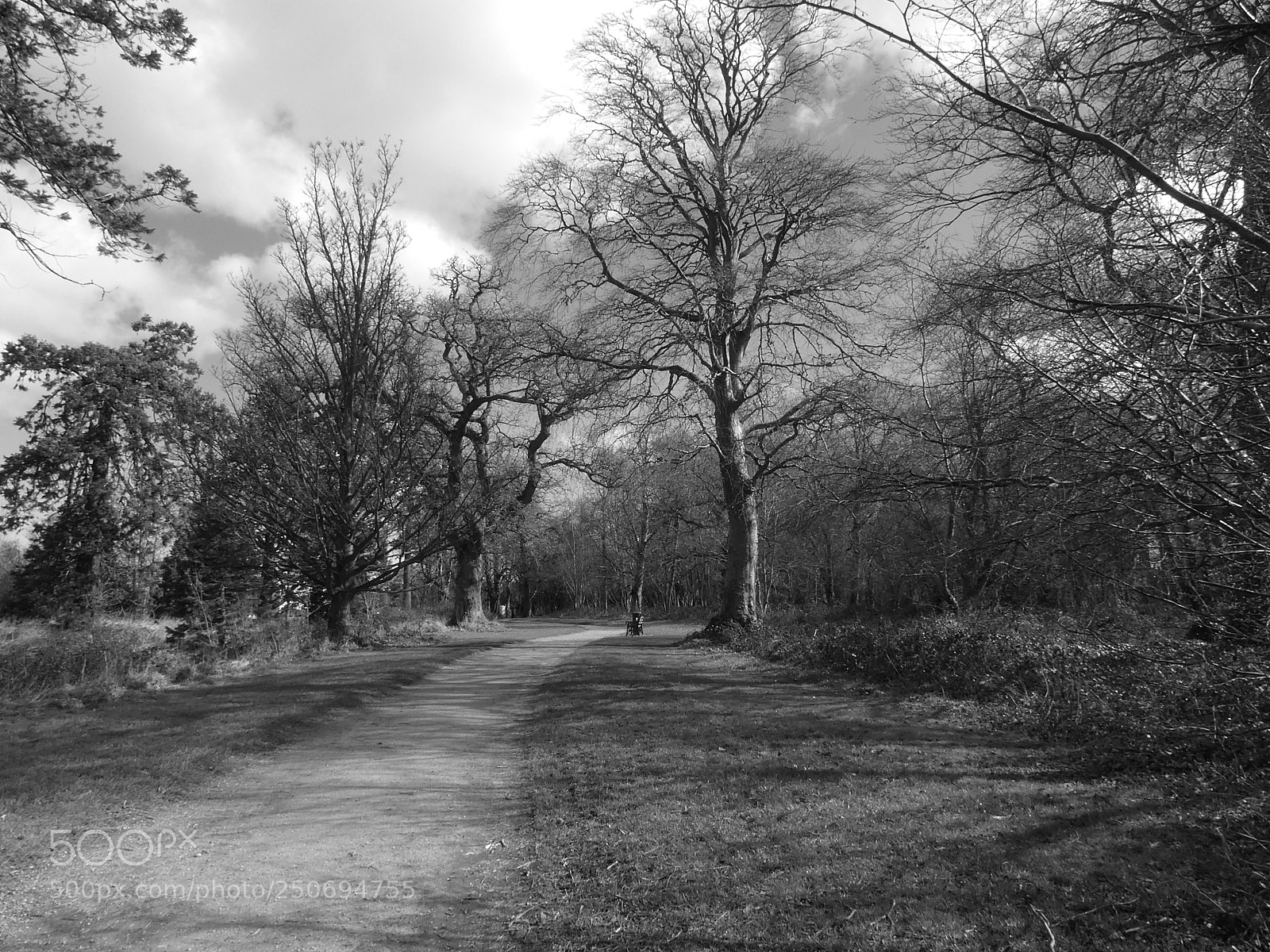 Panasonic DMC-TZ81 sample photo. Path in the forest photography