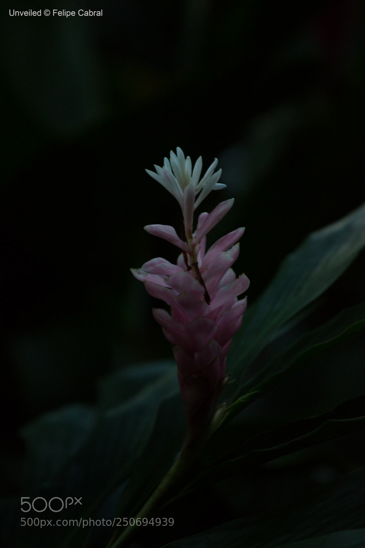 Canon EOS 600D (Rebel EOS T3i / EOS Kiss X5) sample photo. Unveiled photography