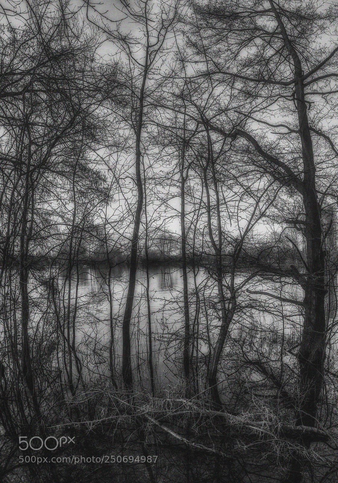 Canon EOS 5D Mark II sample photo. Looking through the trees photography