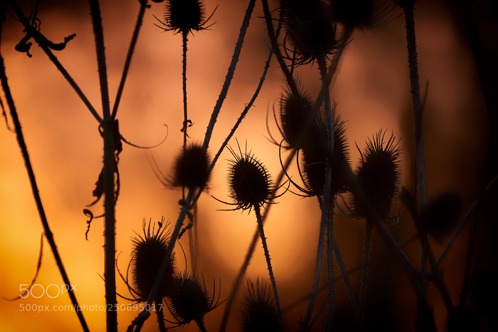 Nikon D810 sample photo. Teasel sunrise photography