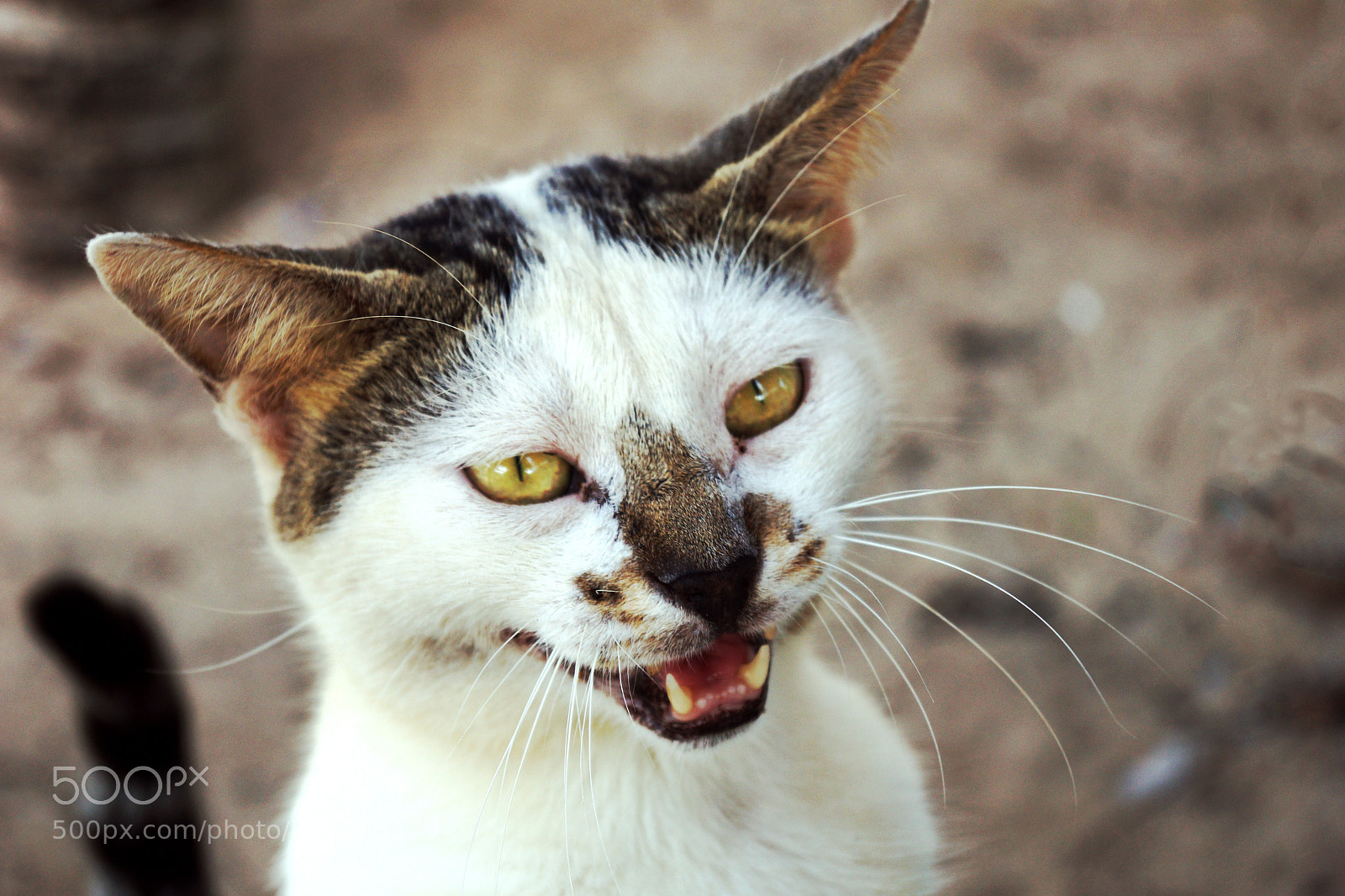 Sony SLT-A65 (SLT-A65V) sample photo. Grim by outsunrise photography
