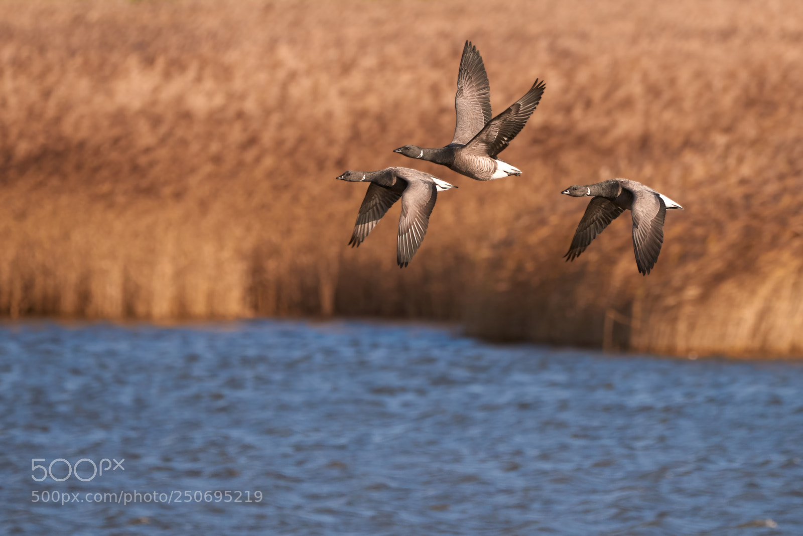 Nikon D810 sample photo. Brent geese photography