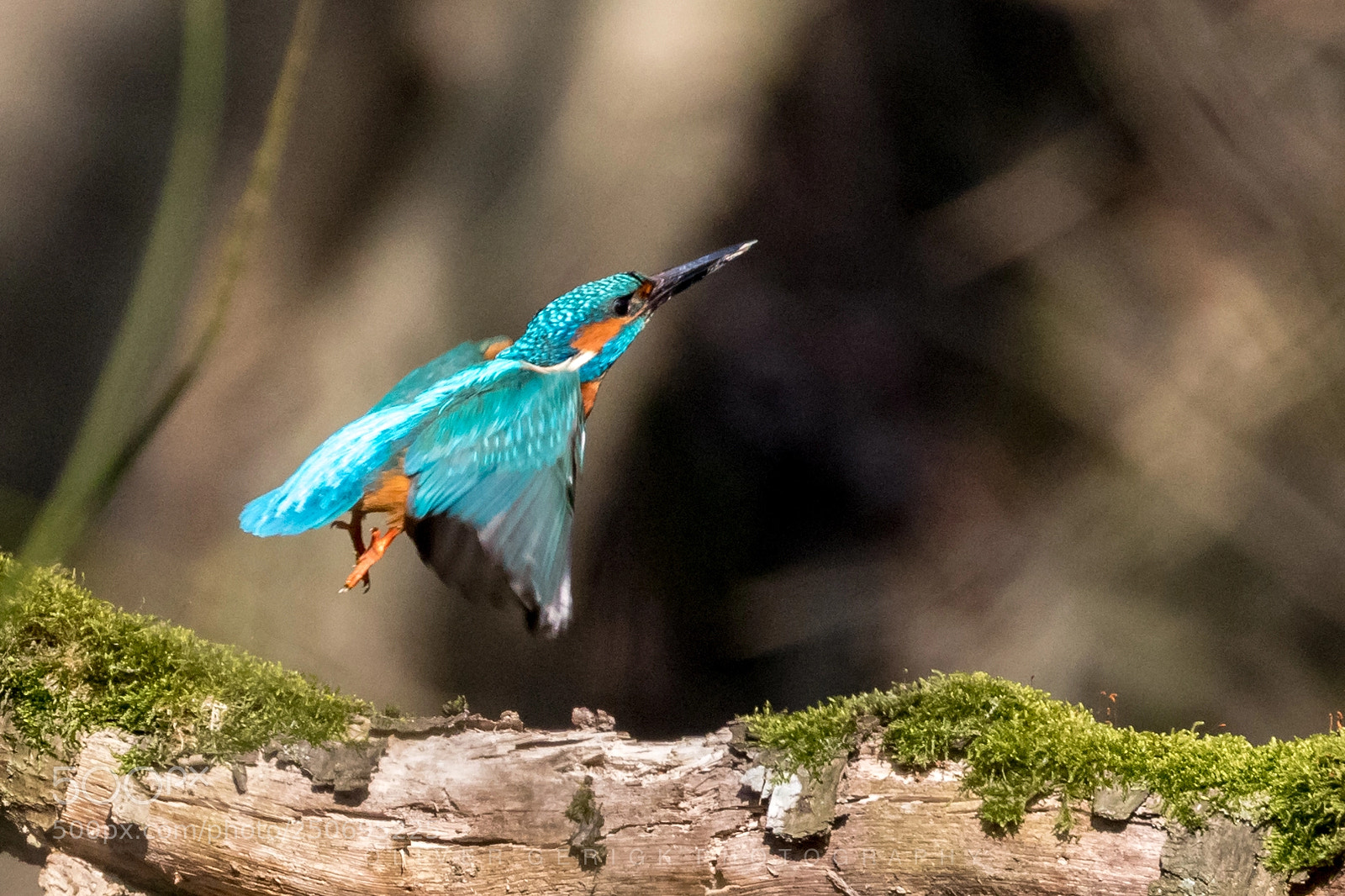 Canon EOS 80D sample photo. Kingfisher lift off photography