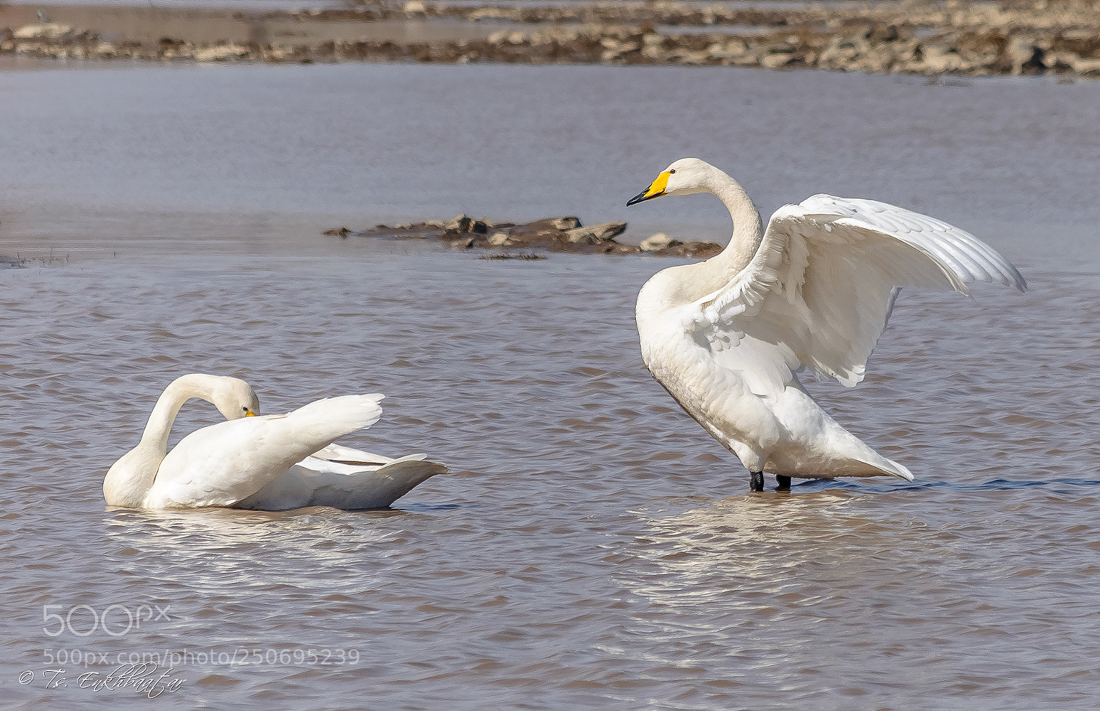Nikon D5100 sample photo. Whooper swan (cygnus cygnus) photography