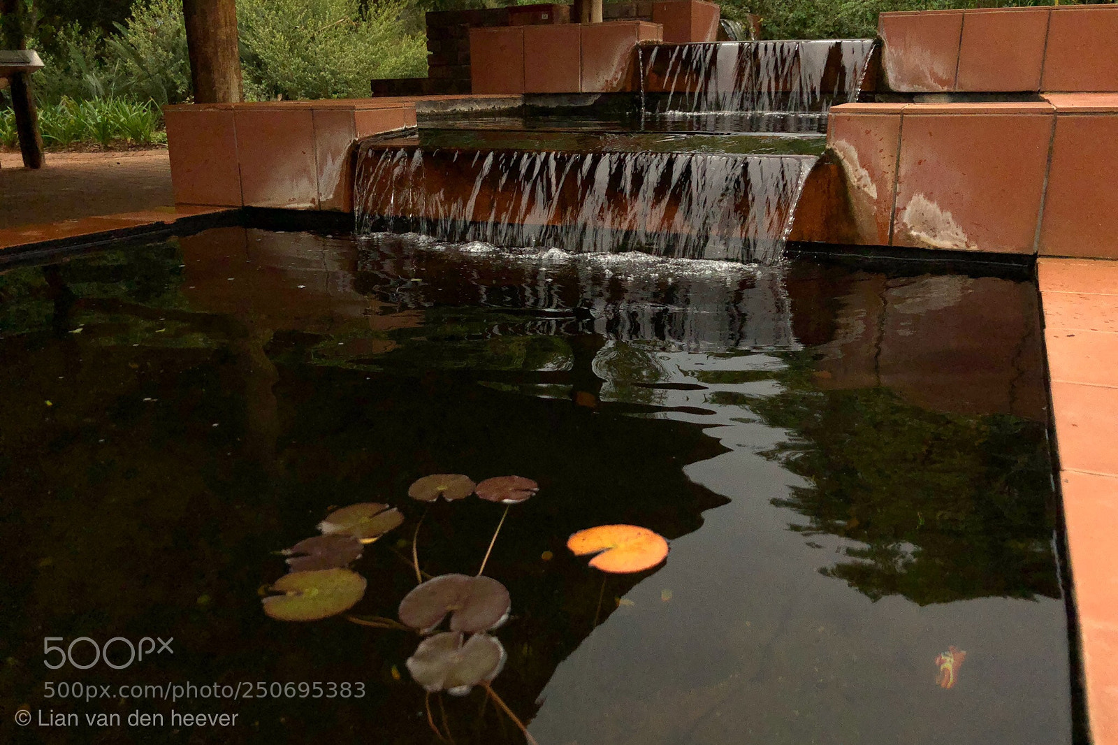 Apple iPhone X sample photo. Waterlillies in the fountain photography