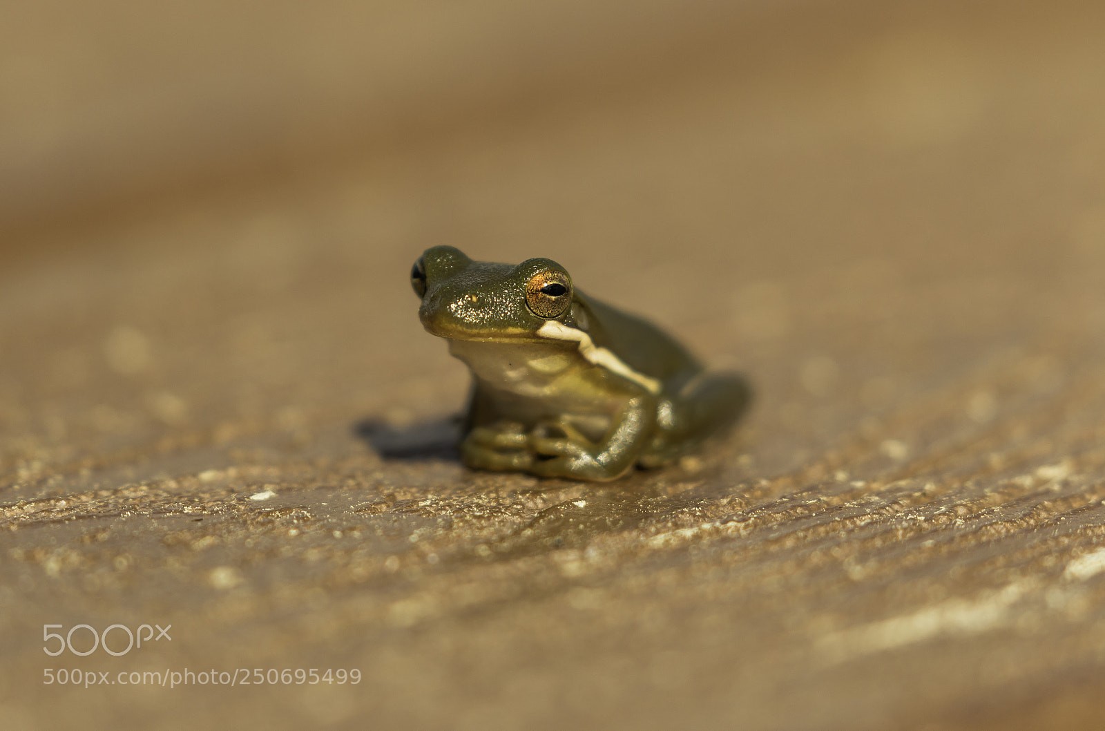 Canon EOS 70D sample photo. Frog photography