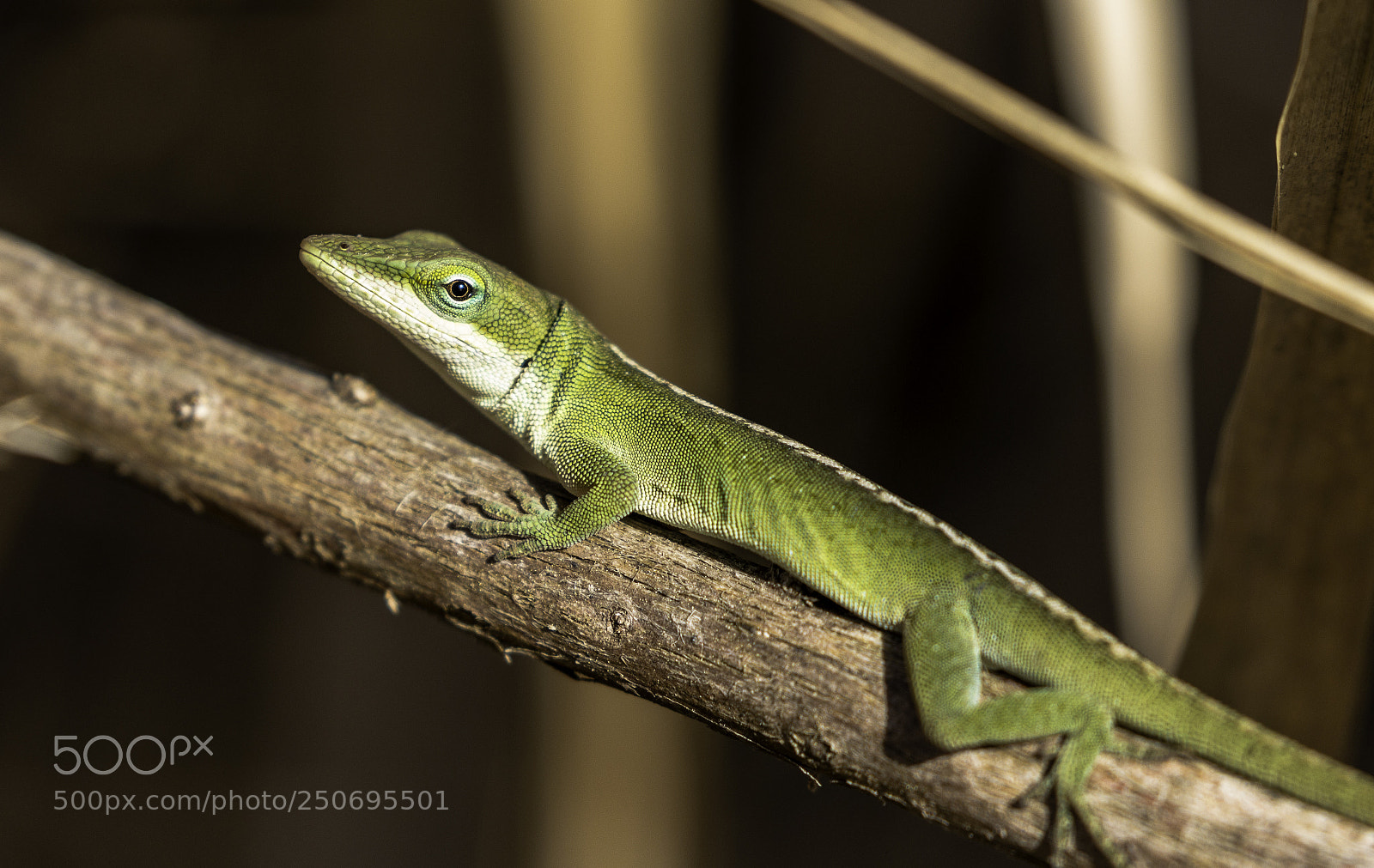 Canon EOS 70D sample photo. Lizard photography