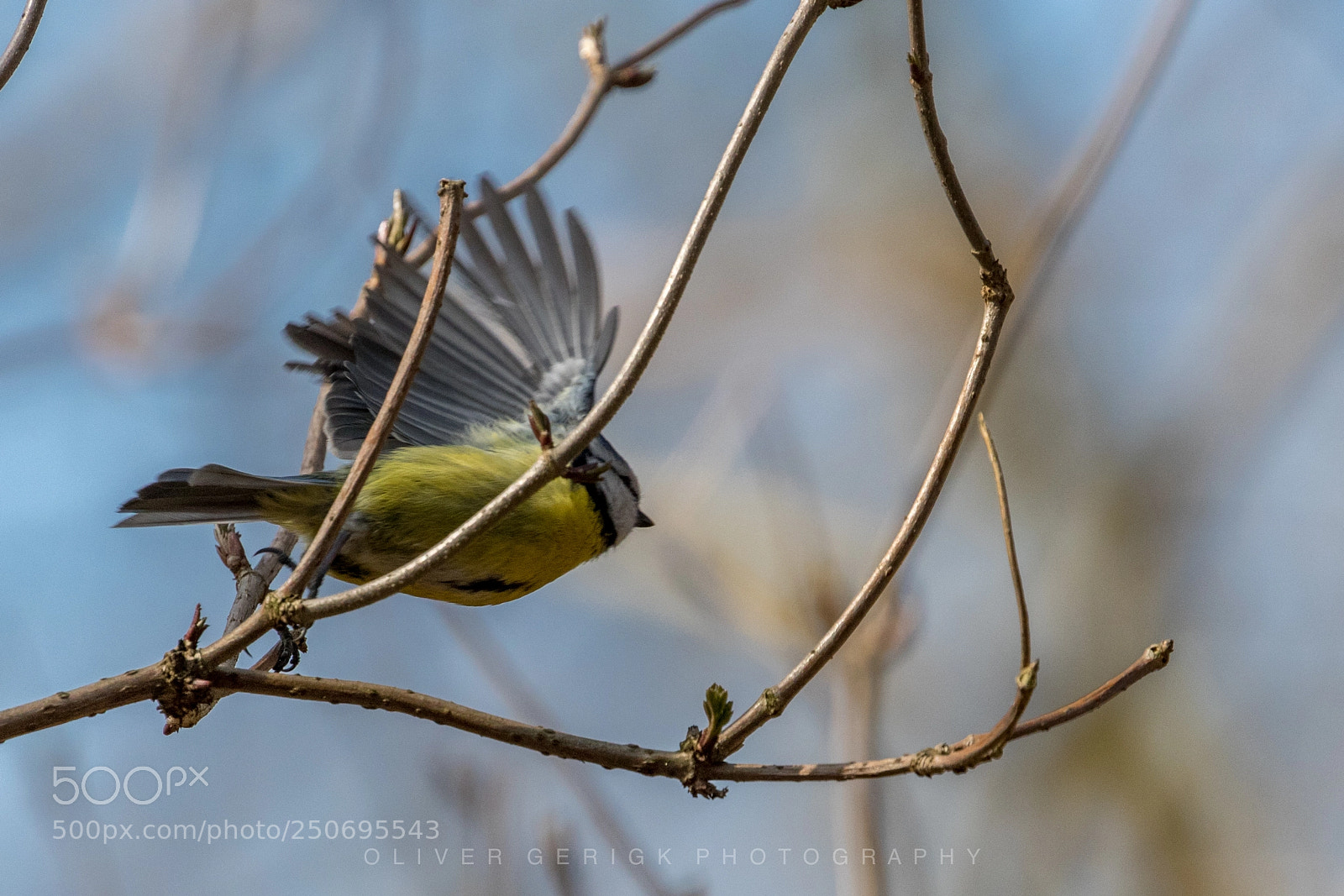 Canon EOS 80D sample photo. Blue tit lifts off photography