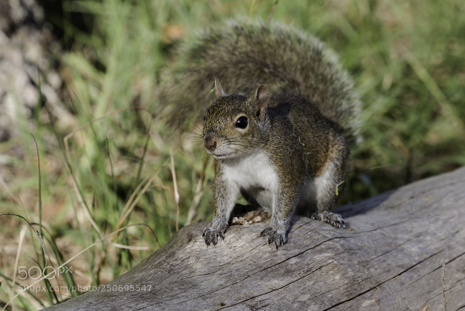 Canon EOS 70D sample photo. Squirrel photography