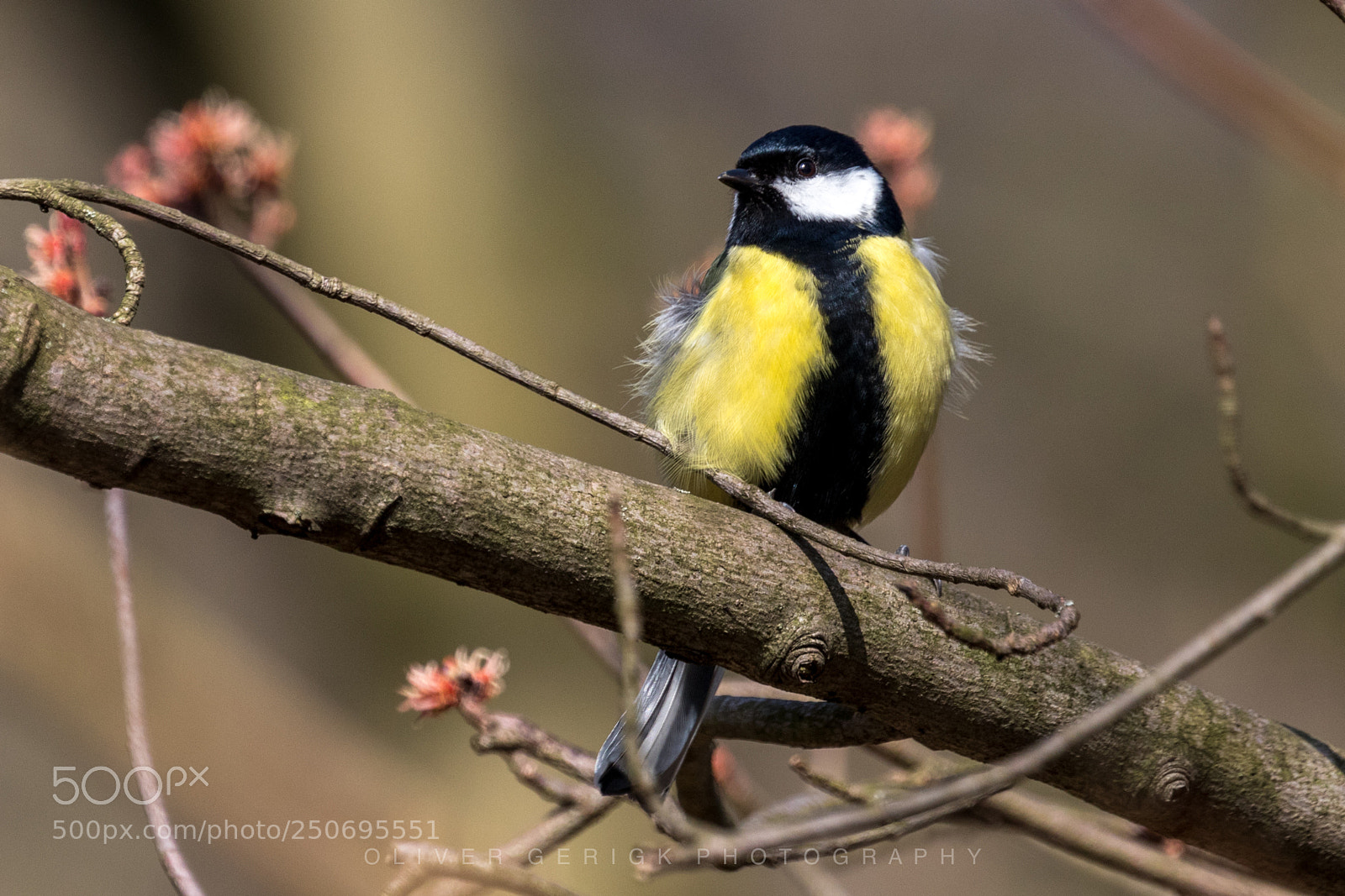 Canon EOS 80D sample photo. Great tit photography