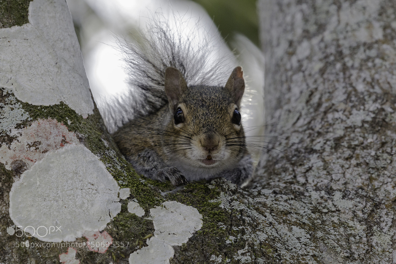 Canon EOS 70D sample photo. Hello mister squirrel photography