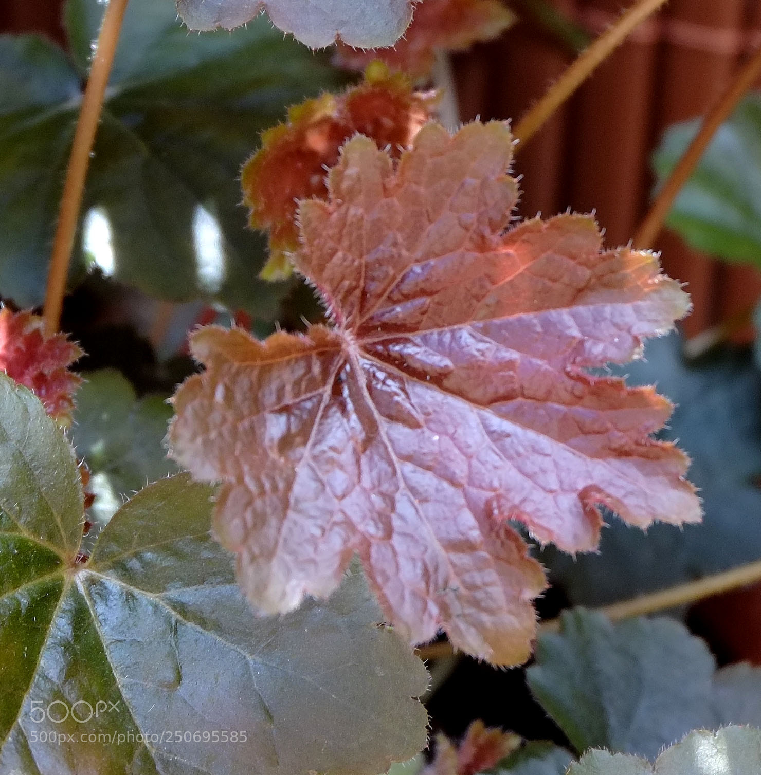 Fujifilm X-E1 sample photo. Dscf photography