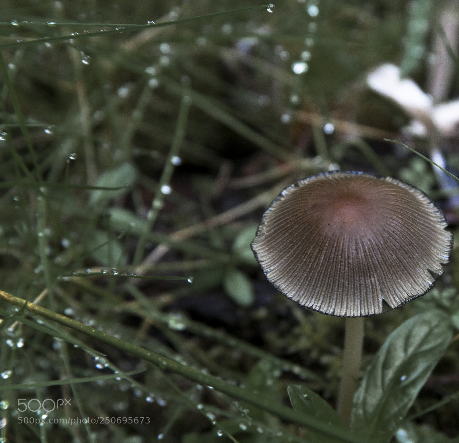 Canon EOS 40D sample photo. Single shroom photography