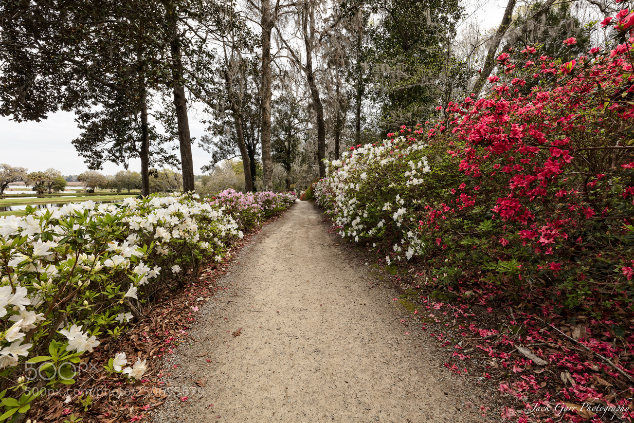 Canon EOS 5DS sample photo. Garden path through azelea photography