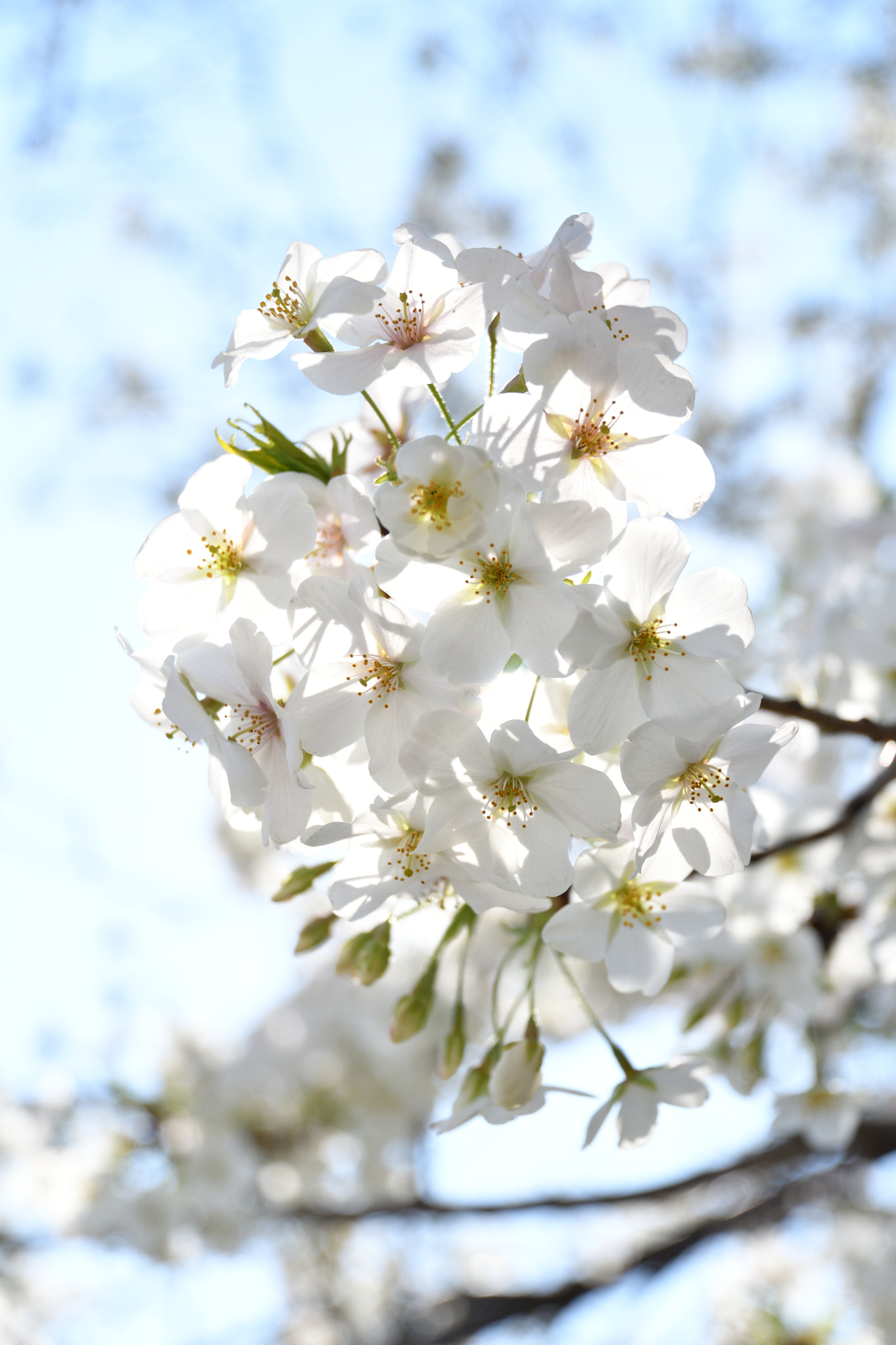 Nikon D500 sample photo. Cherry blossoms photography