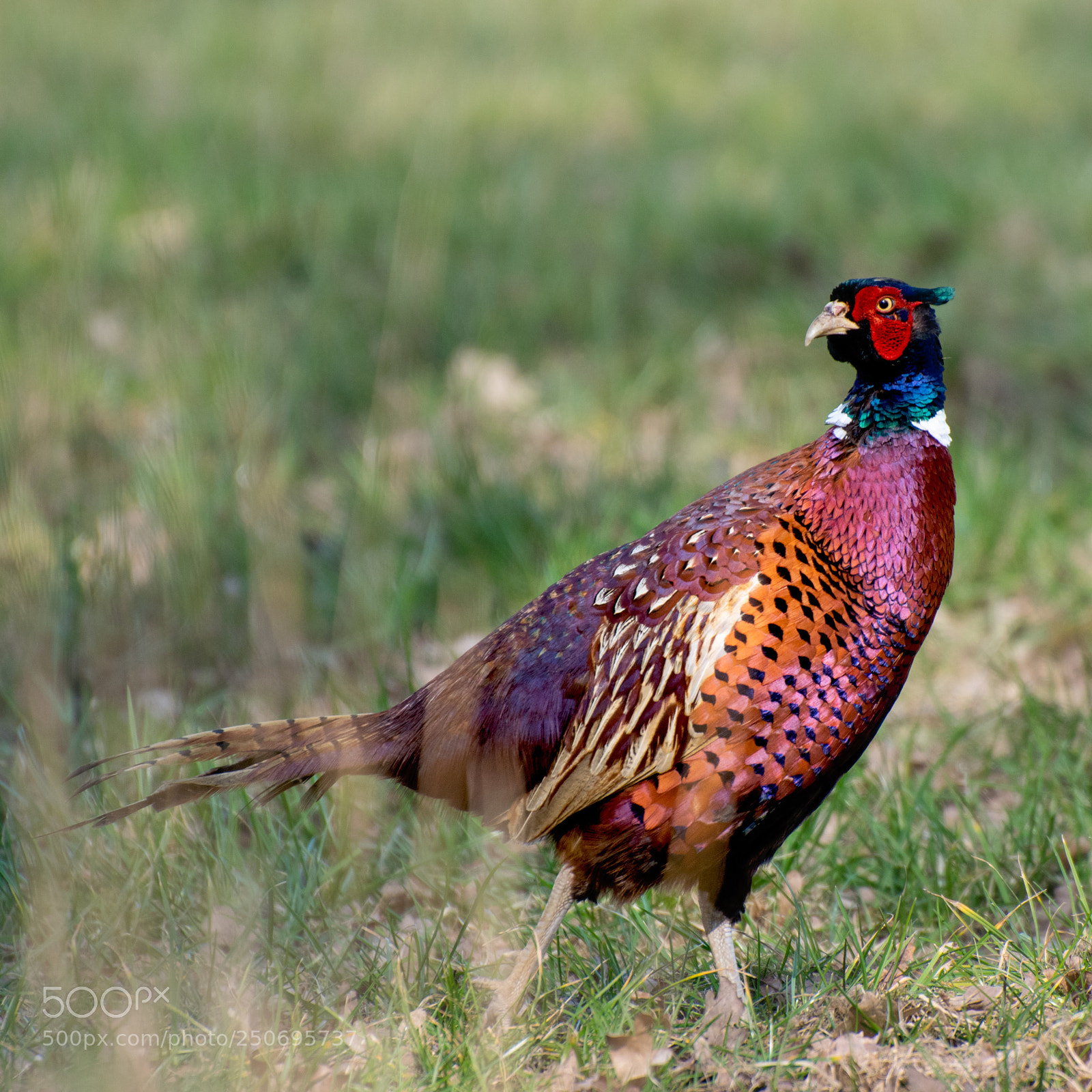 Nikon D5300 sample photo. Pheasant photography