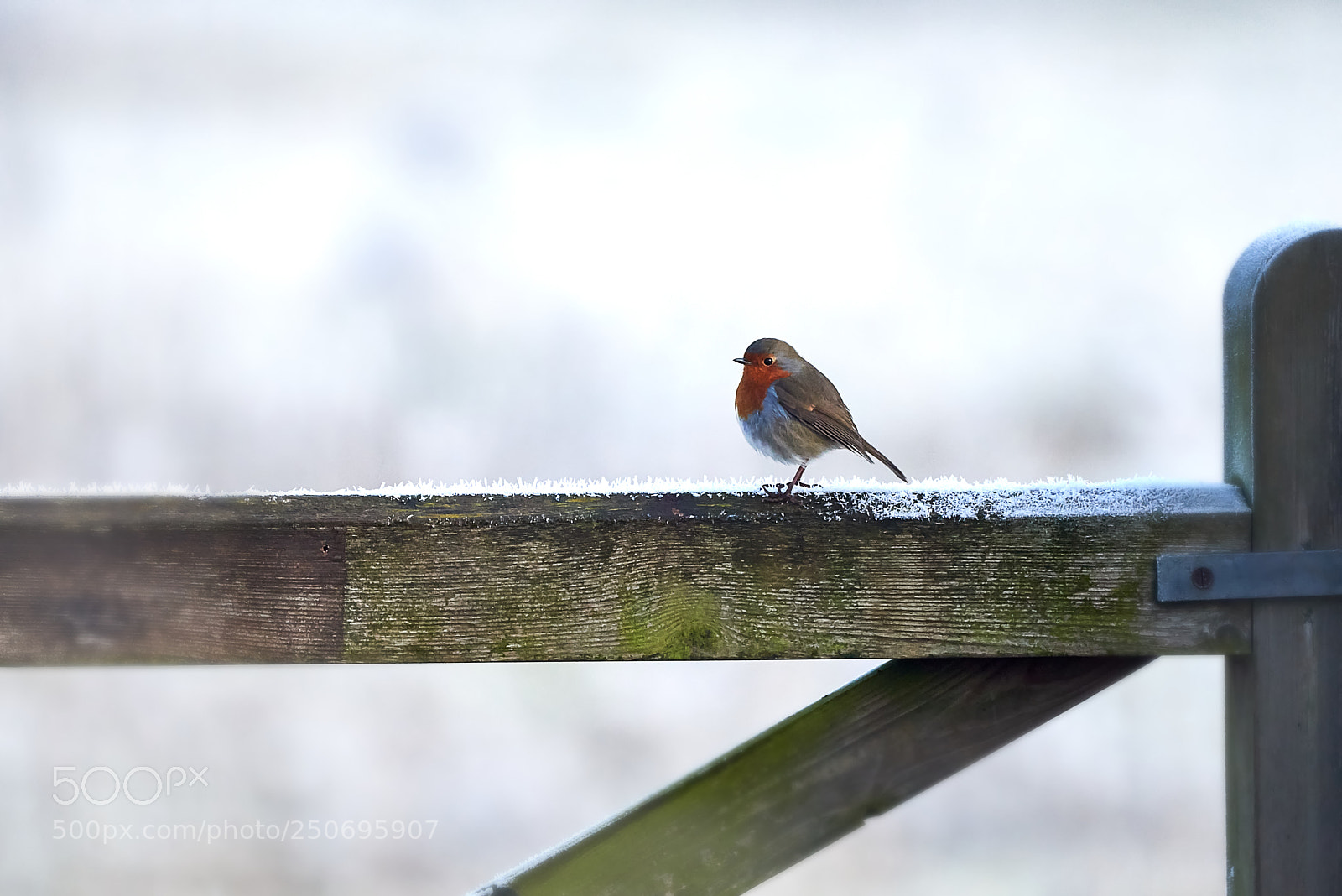 Nikon D810 sample photo. Robin photography