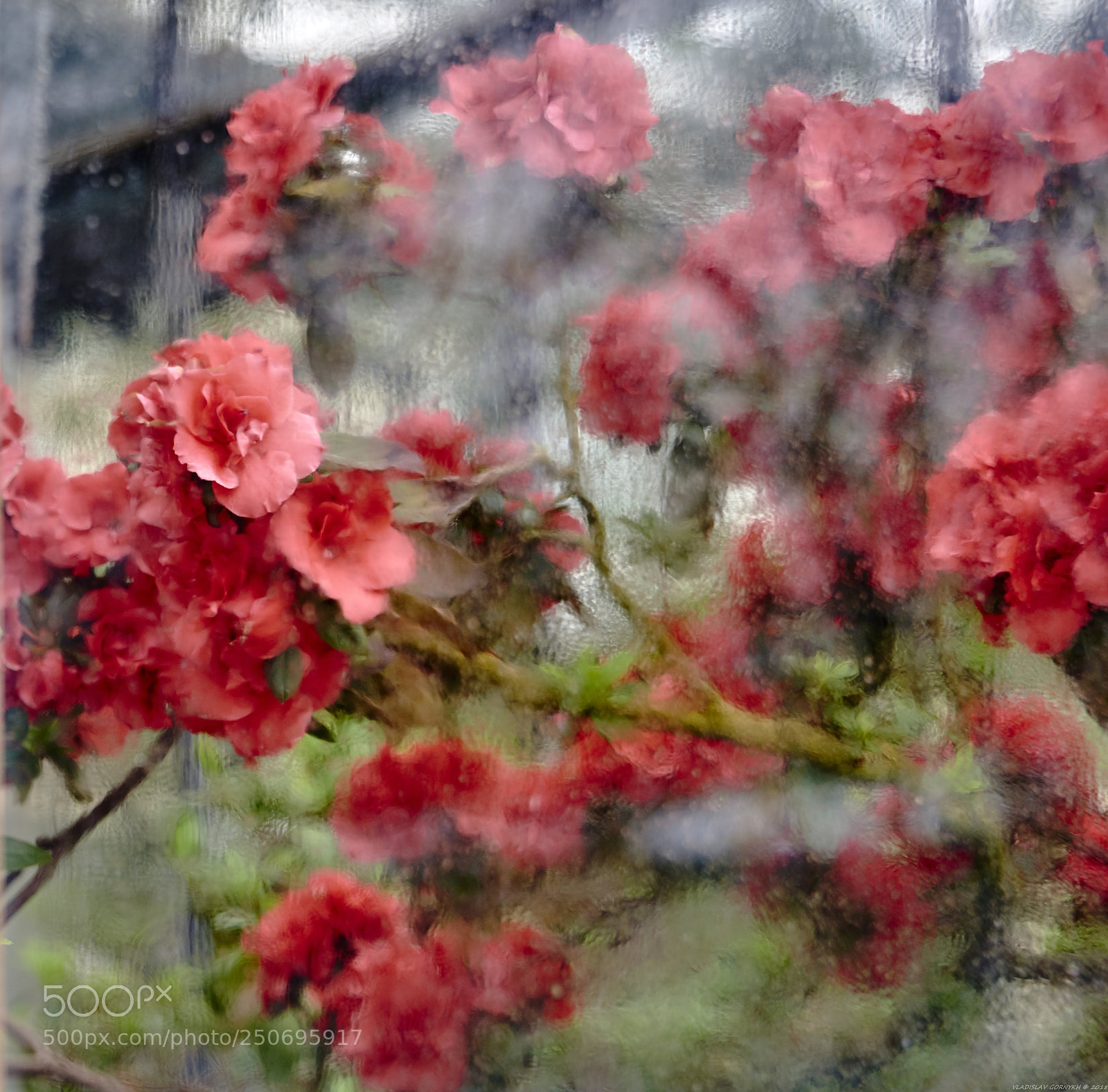 Nikon D810 sample photo. Flowers photography