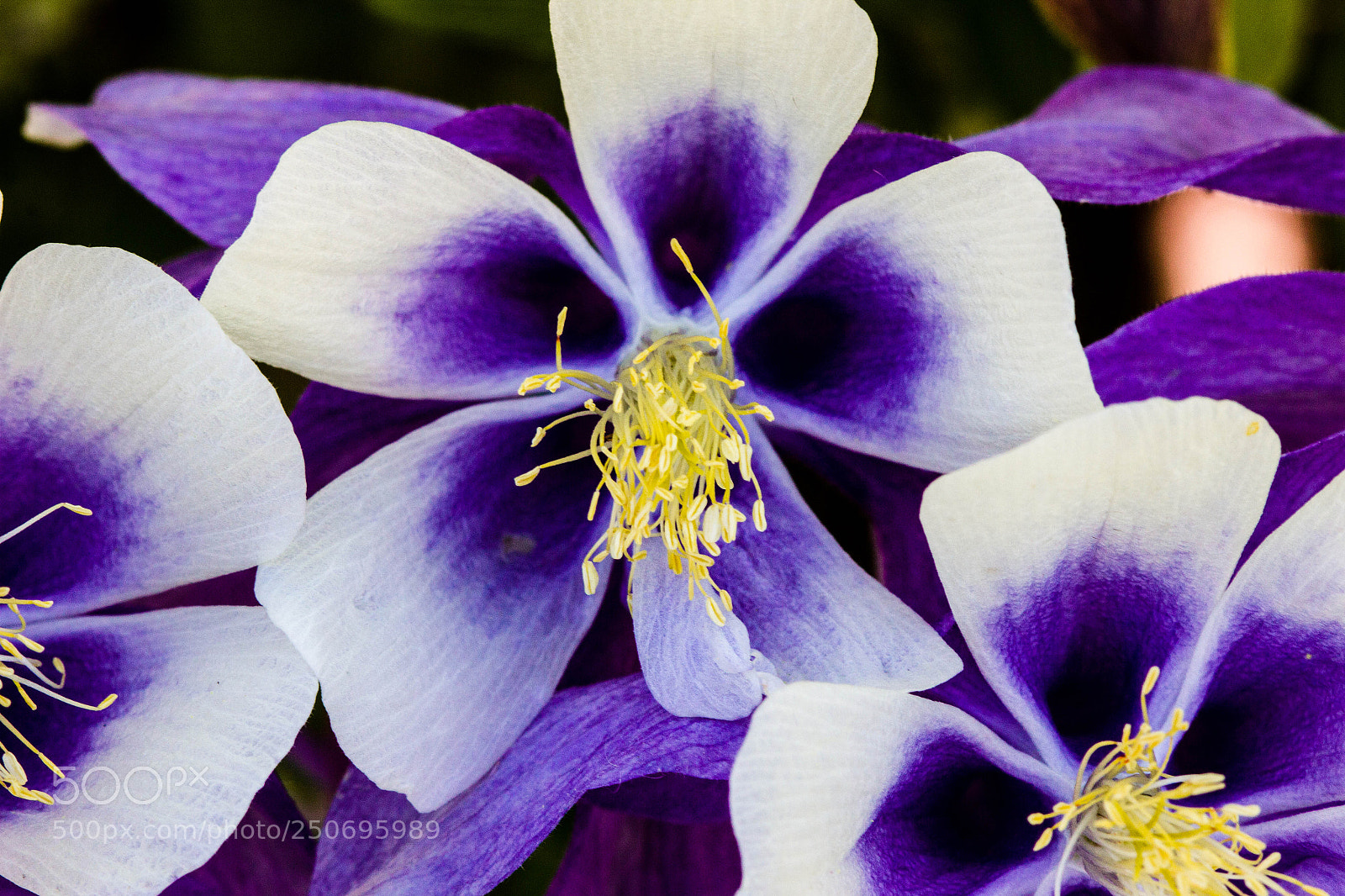 Canon EOS 60D sample photo. Purple columbines photography