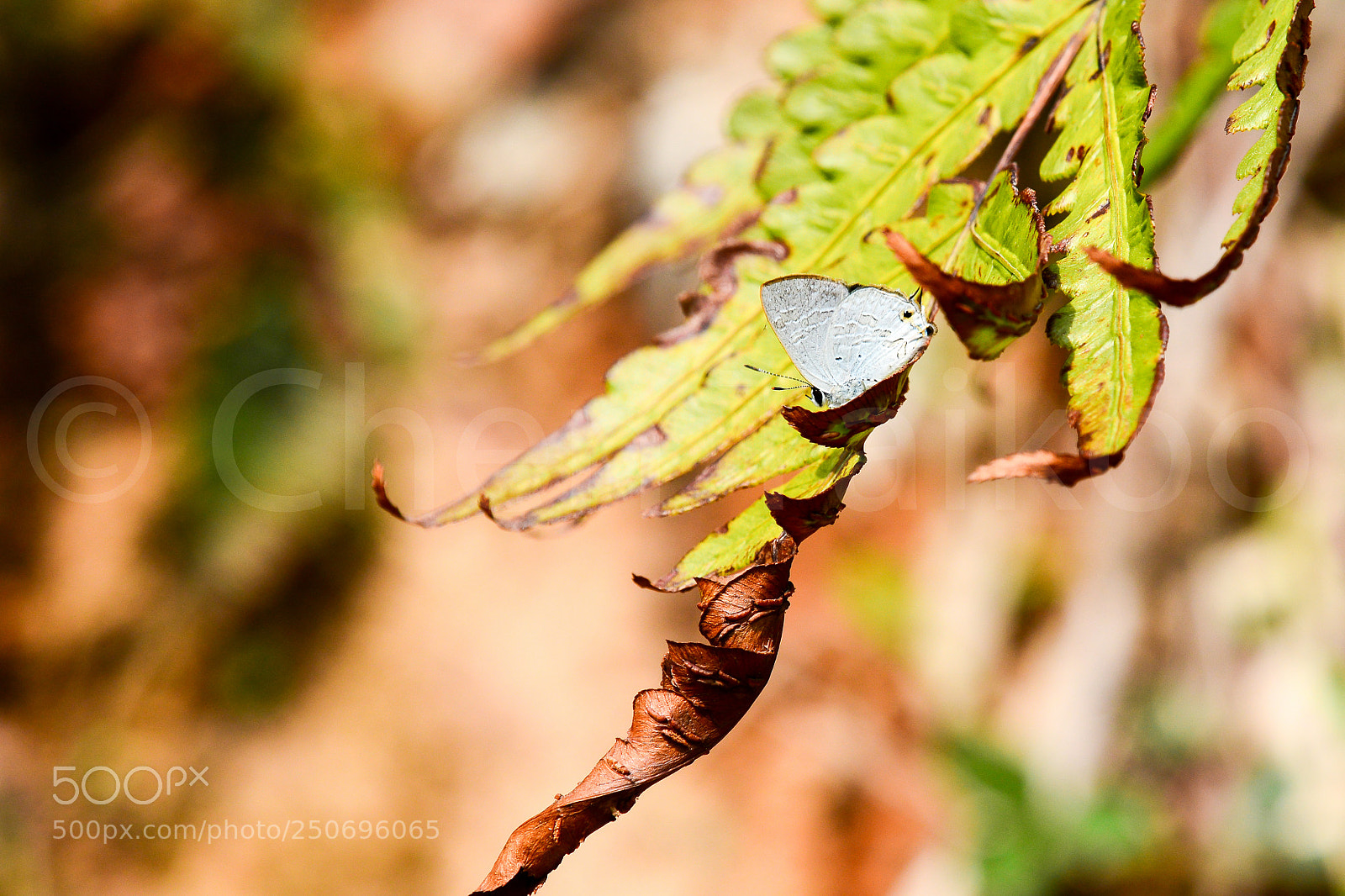 Nikon D7100 sample photo. Cm photography