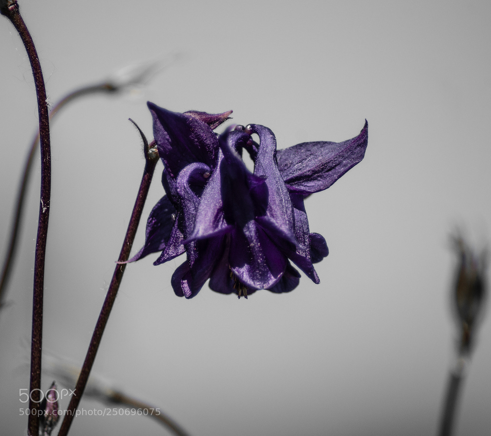 Pentax K-50 sample photo. Purple flower photography