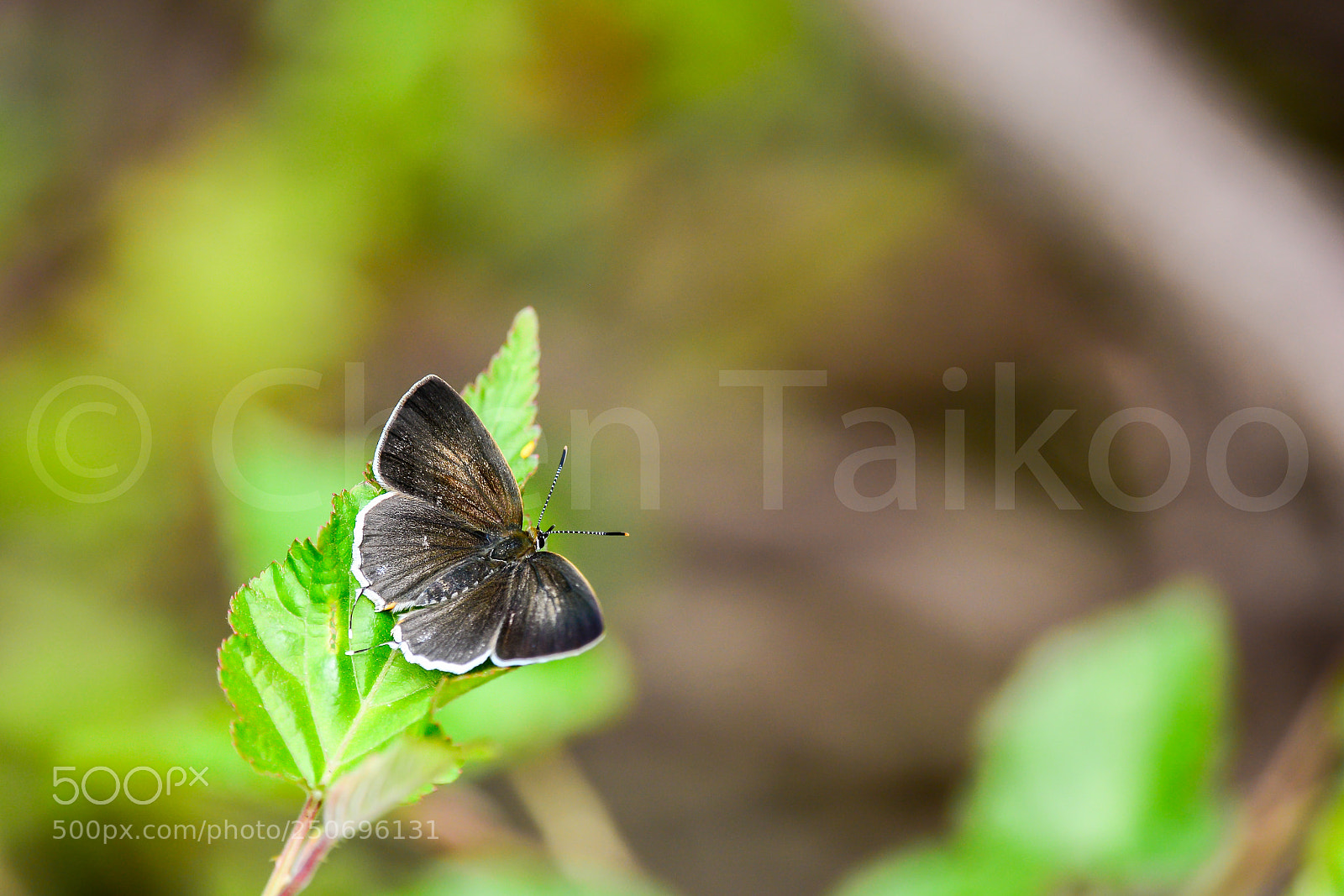 Nikon D7100 sample photo. Cm photography