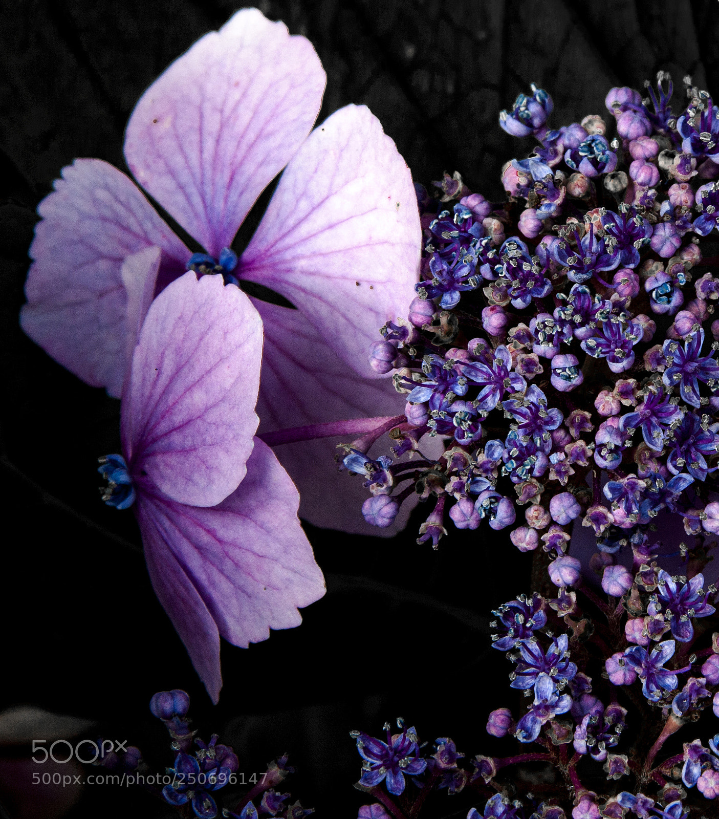 Canon EOS 40D sample photo. Purple flower power photography