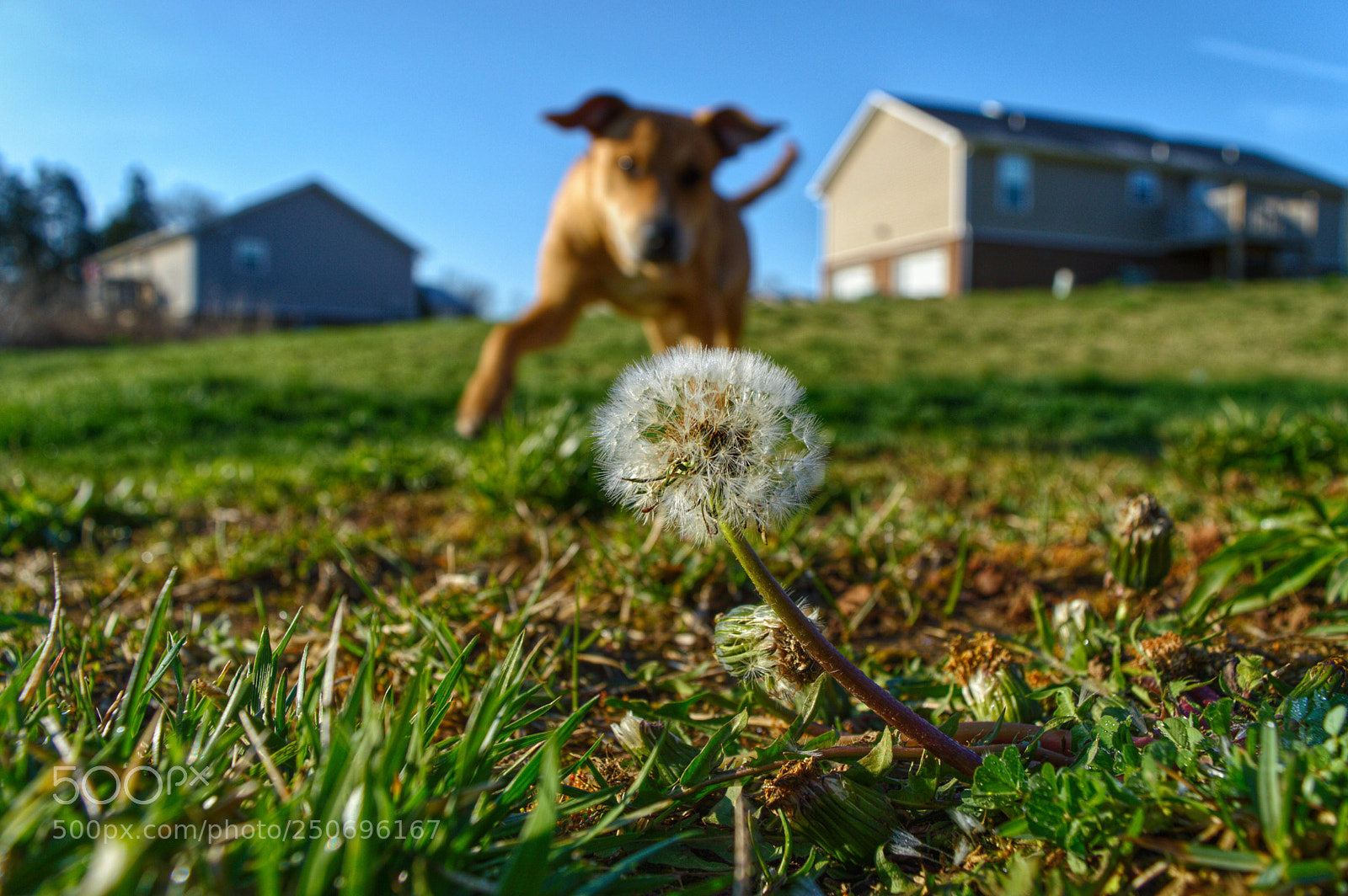 Nikon D3200 sample photo. Back yard play time  photography