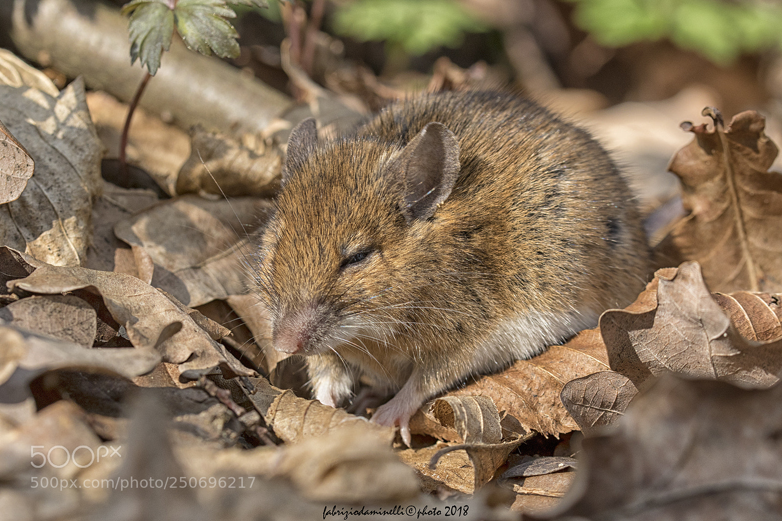 Canon EOS 7D Mark II sample photo. Field mouse photography
