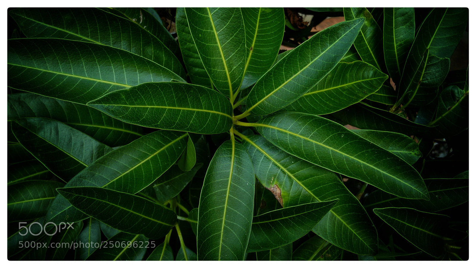 Motorola Moto G (2nd Gen) sample photo. Leaf photography