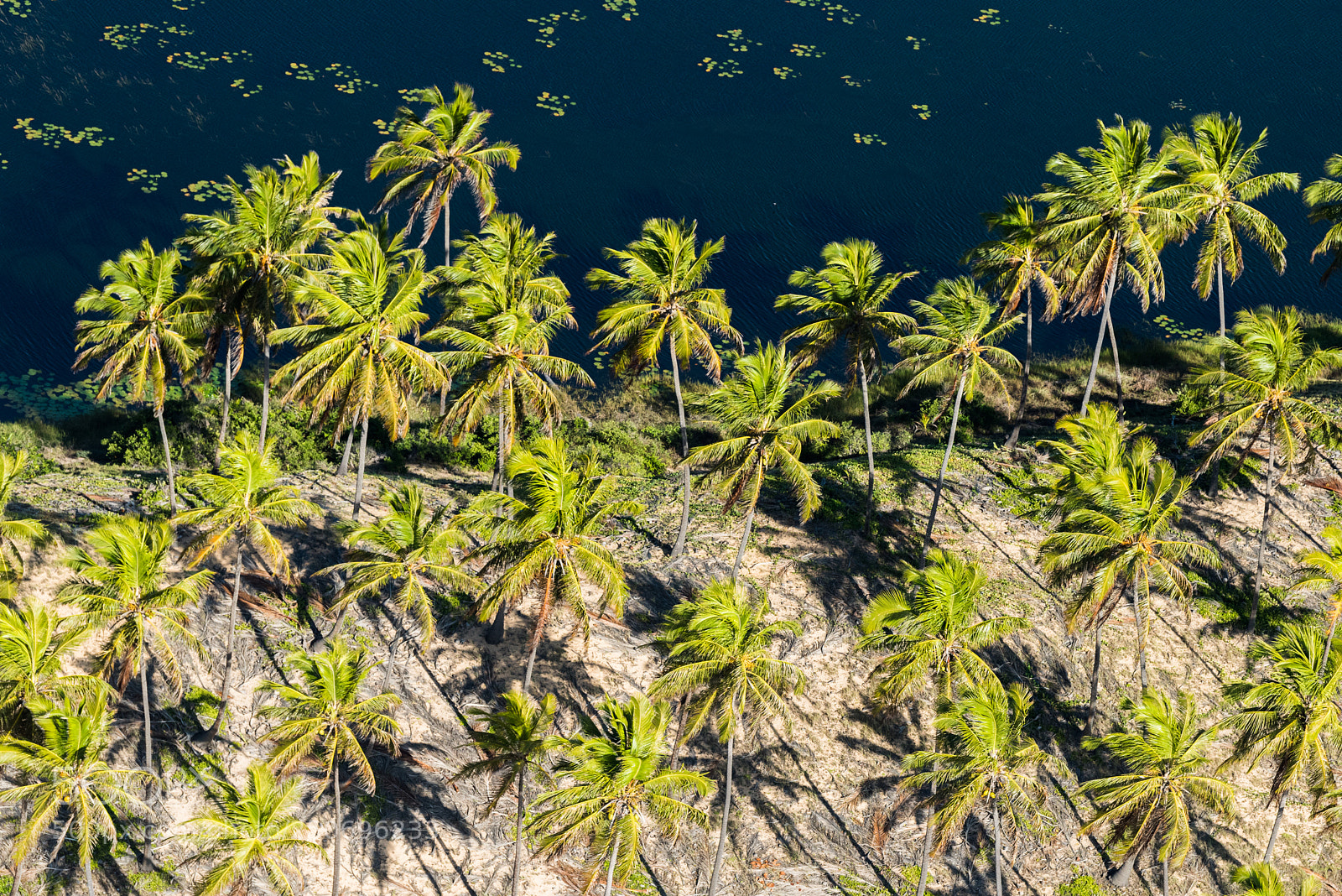 Nikon D810 sample photo. Sauípe, bahia photography