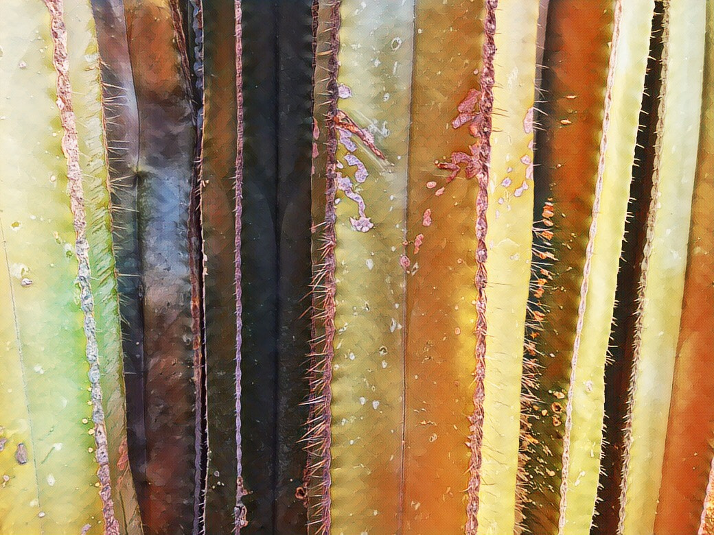 Apple iPad Pro (10.5-inch) sample photo. My cactus is cactus photography