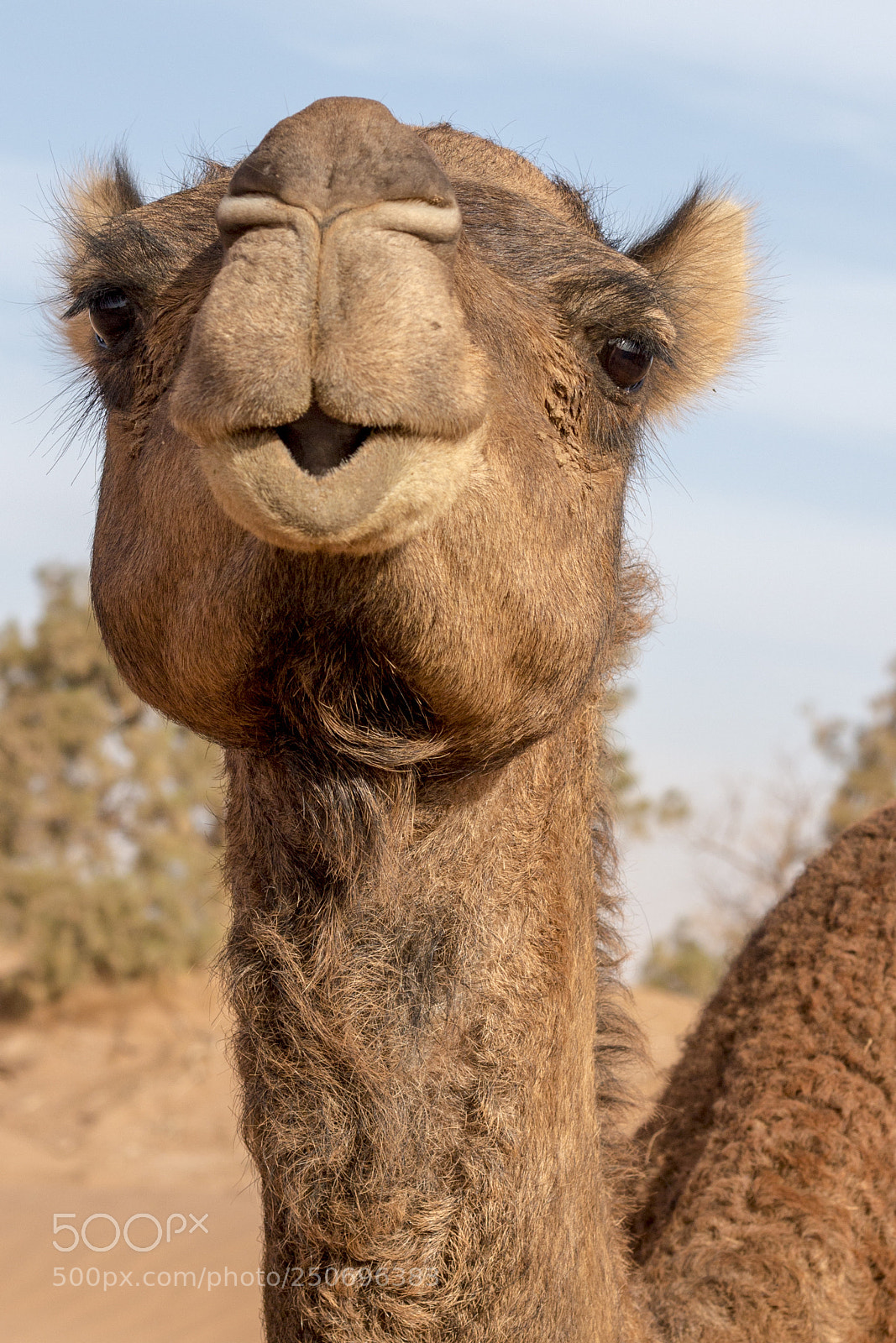 Canon EOS 70D sample photo. The camel photography