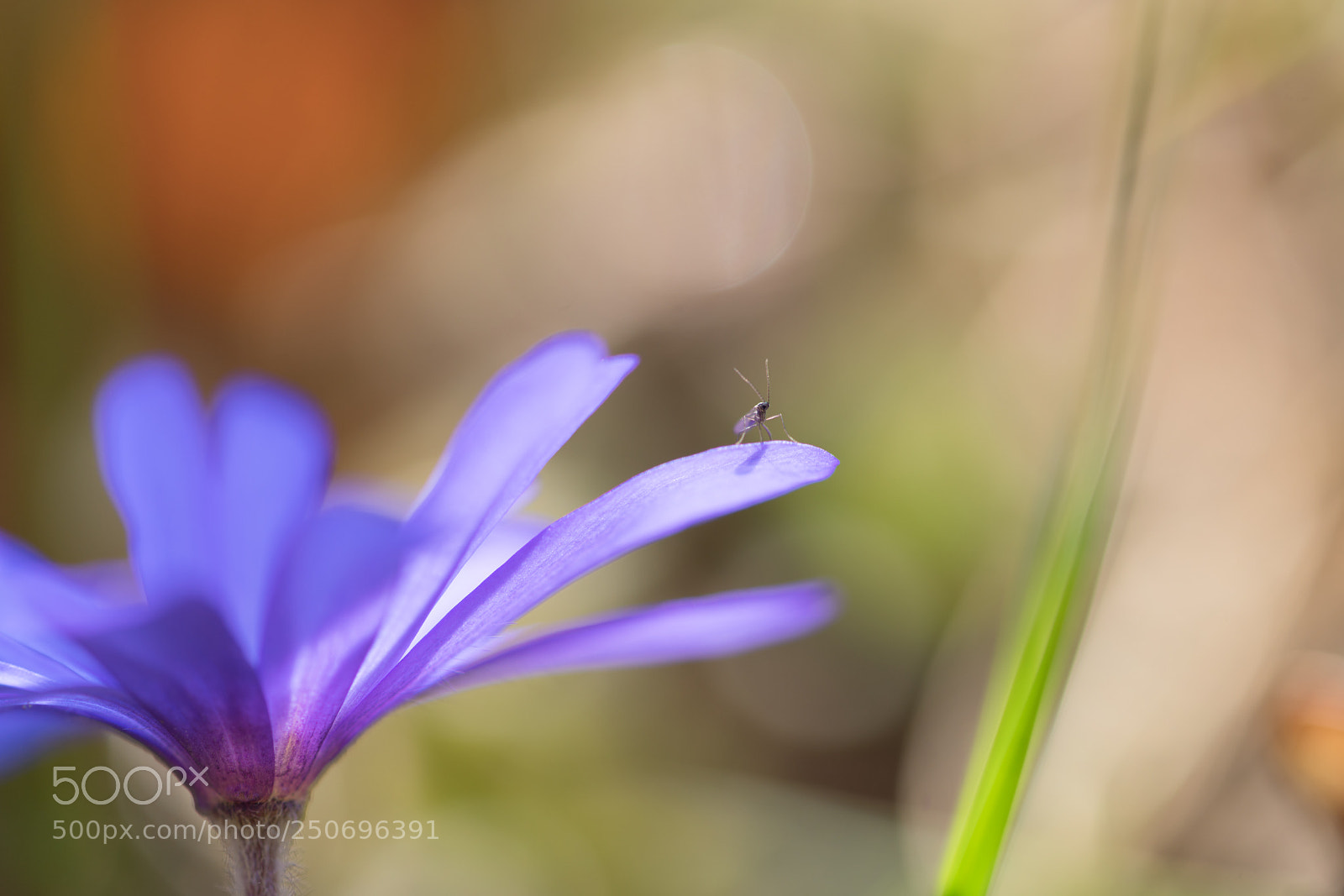 Sony a7R II sample photo. Flower with a little photography