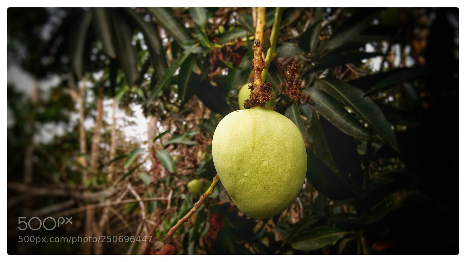 Motorola Moto G (2nd Gen) sample photo. Mango. photography