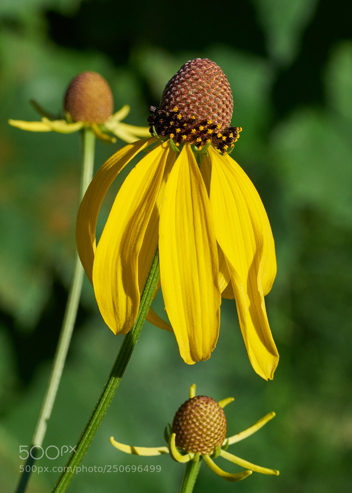 Sony a7R II sample photo. Yellow coneflower photography