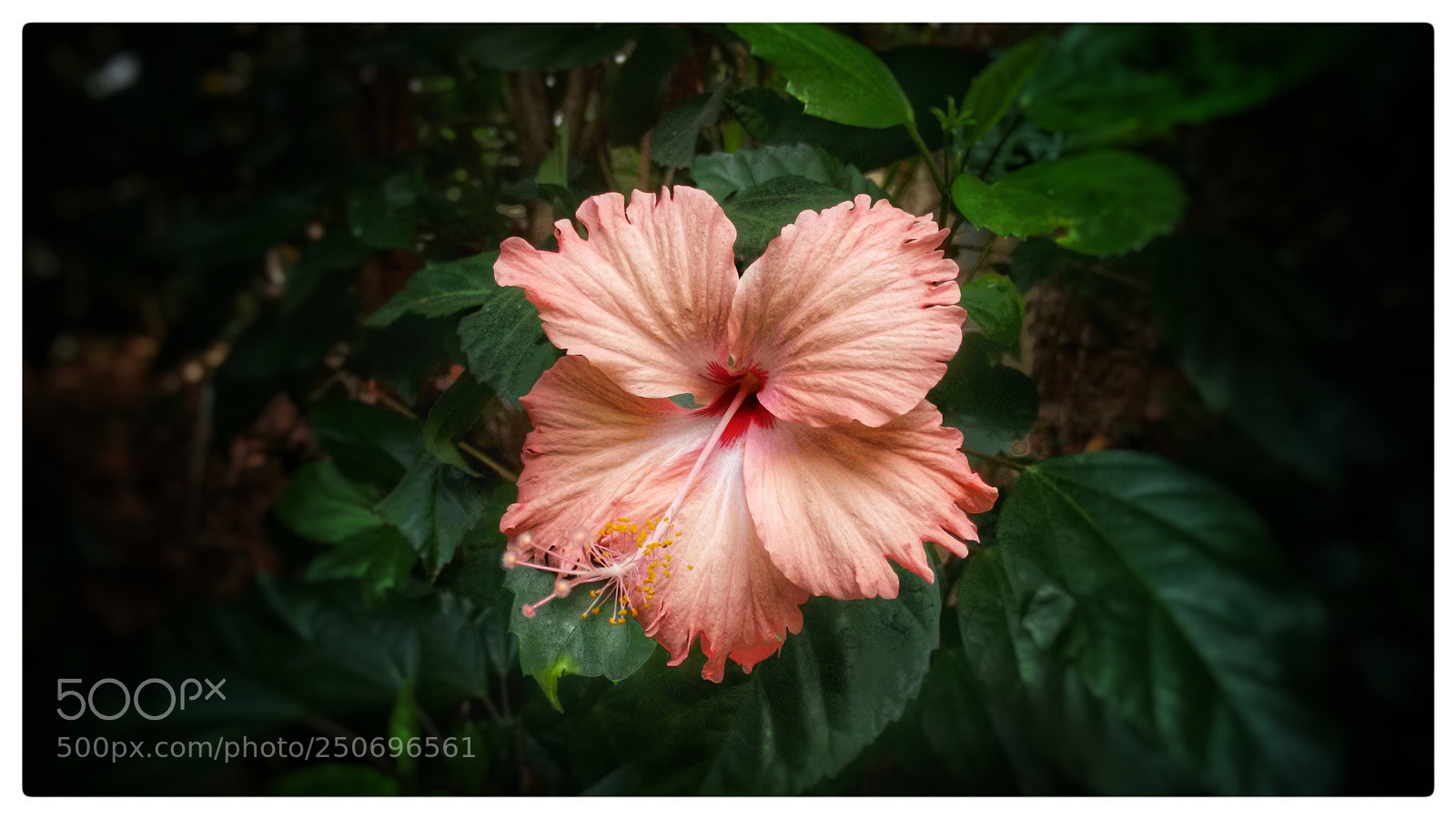 Motorola Moto G (2nd Gen) sample photo. Chembarathi photography
