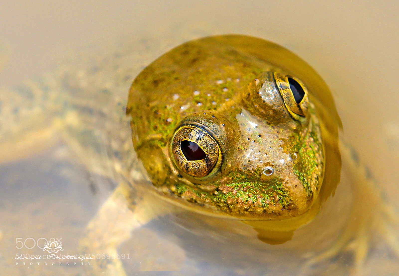 Canon EOS 600D (Rebel EOS T3i / EOS Kiss X5) sample photo. Frog eye photography