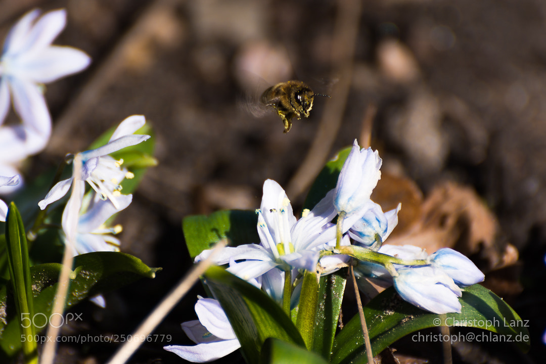 Nikon D7200 sample photo. On approach photography