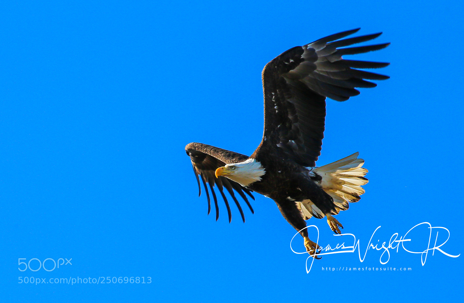 Canon EOS-1D X sample photo. Bald eagle photography
